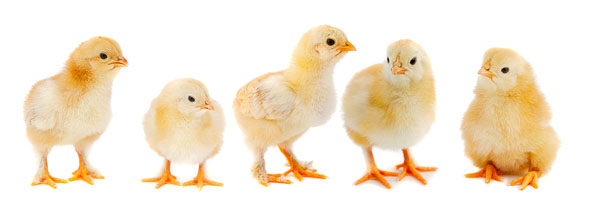 دجاج , حيوانات- اعلن مجاناً في منصة وموقع عنكبوت للاعلانات المجانية المبوبة|photos/2018/03/slider1-chickens-new.jpg