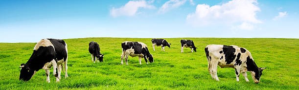 أبقار , حيوانات- اعلن مجاناً في منصة وموقع عنكبوت للاعلانات المجانية المبوبة|photos/2018/03/slider1-cows-new.jpg