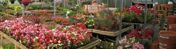 مشاتل , نباتات- اعلن مجاناً في منصة وموقع عنكبوت للاعلانات المجانية المبوبة|photos/2018/03/slider1-nurseries-for-plants.jpg