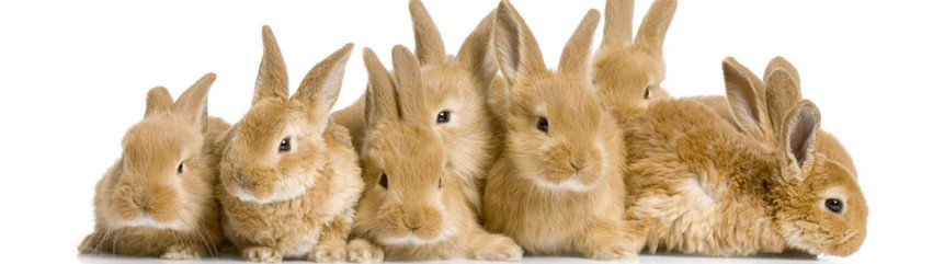 أرانب , حيوانات- اعلن مجاناً في منصة وموقع عنكبوت للاعلانات المجانية المبوبة|photos/2018/03/slider1-rabbit-new.jpg