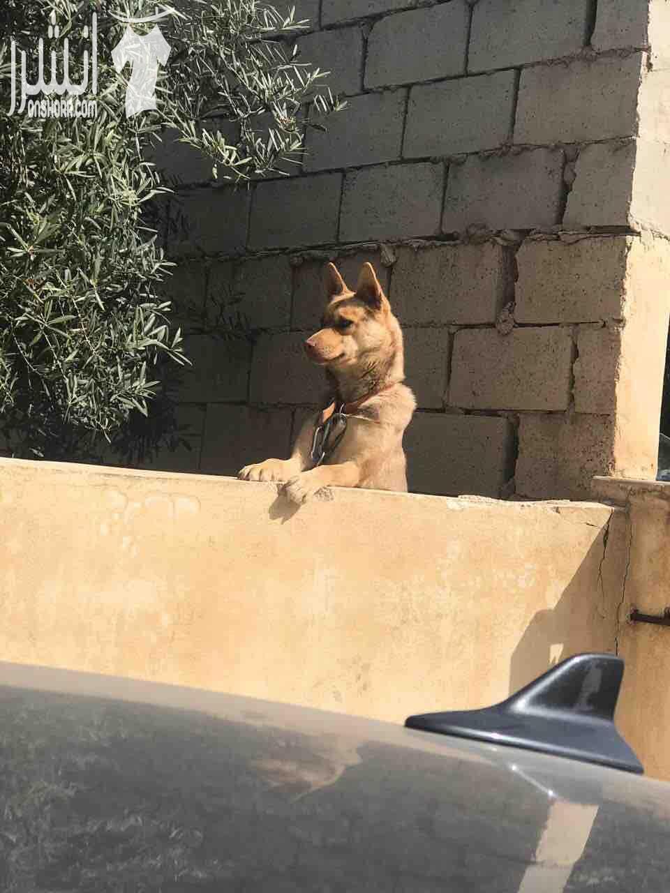 rottweiler for sale male full friendly-  انثى هاسكي ع وليف عمرها سنه
