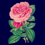 hosam hosam