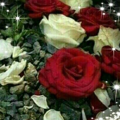Monia Khaleel