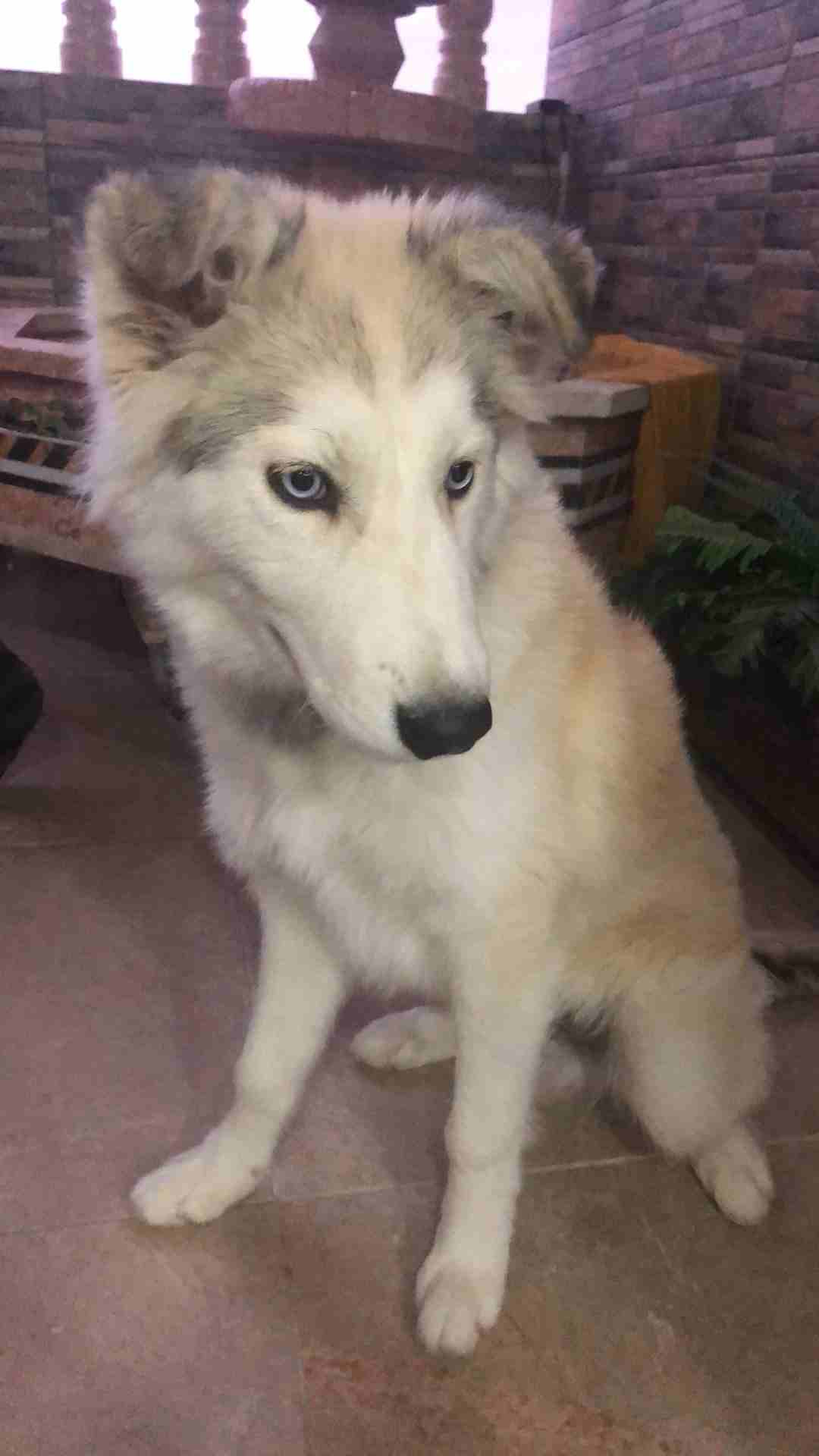 3 month Siberian huskey - Female-  كلب هاسكي للبيع لا تنسَ...