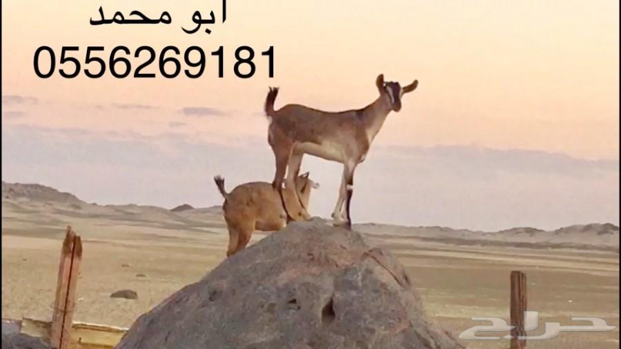 للبيع..... ماعز يمنيه                                            


	 				لا تنسَ أنك شاهدت هذا الإعلان في عنكبوت            
	 				
                                ماعز يمني
العدد 15   تيس
5 سديس...