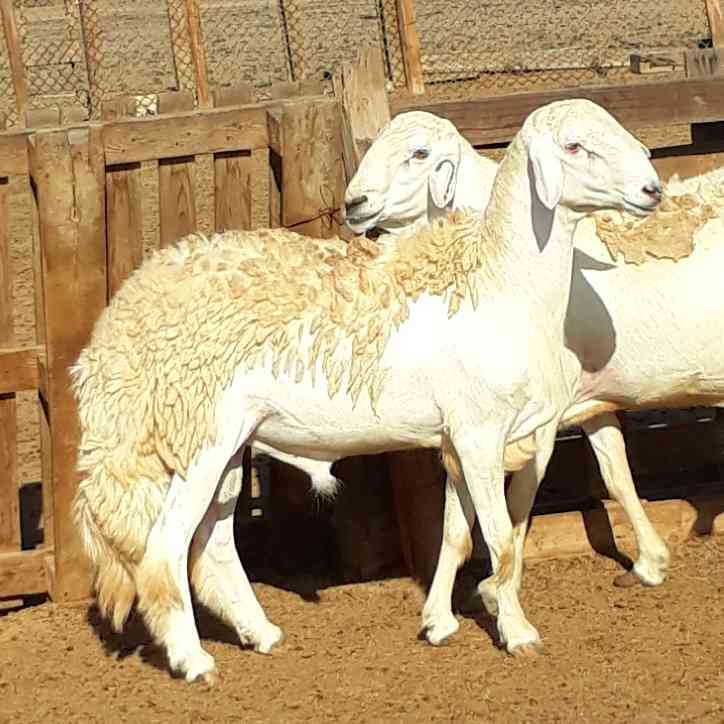 فحل حري ابرص صنف مشروط                                            


	 				لا تنسَ أنك شاهدت هذا الإعلان في عنكبوت            
	 				
                                العمر ثني
راس ورقبه وصوفه وقام...
