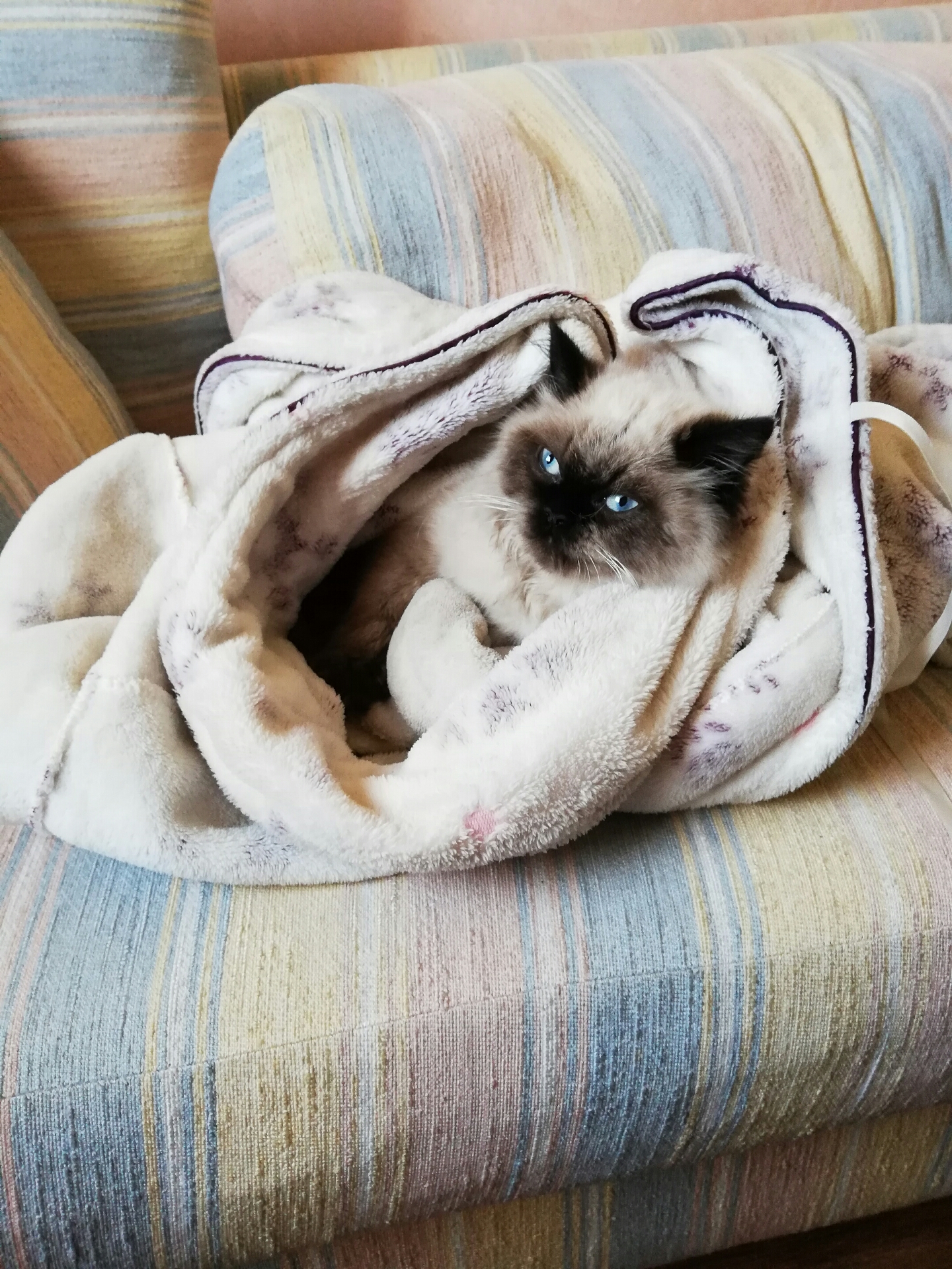 Russian Fluffy Cat Baby 1 Months Old-  قط هملايا ذكر للبيع مع...