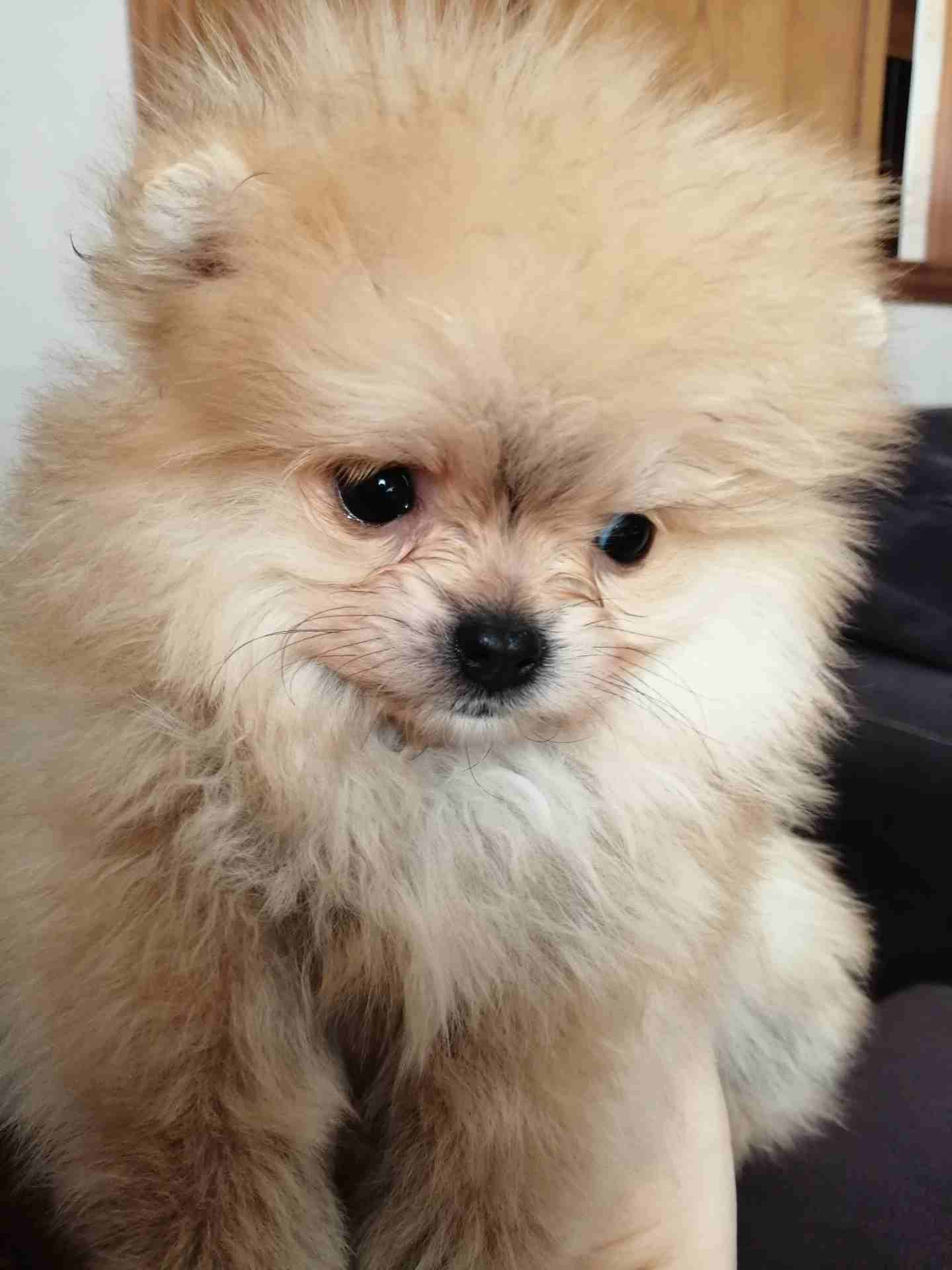 Awesome Teacup pomeranian puppies ready nowMy clever beautiful friendly puppies one lovely boy and one beautiful girl. These babies have been vet checked and ha-  pomeranian لا تنسَ أنك...