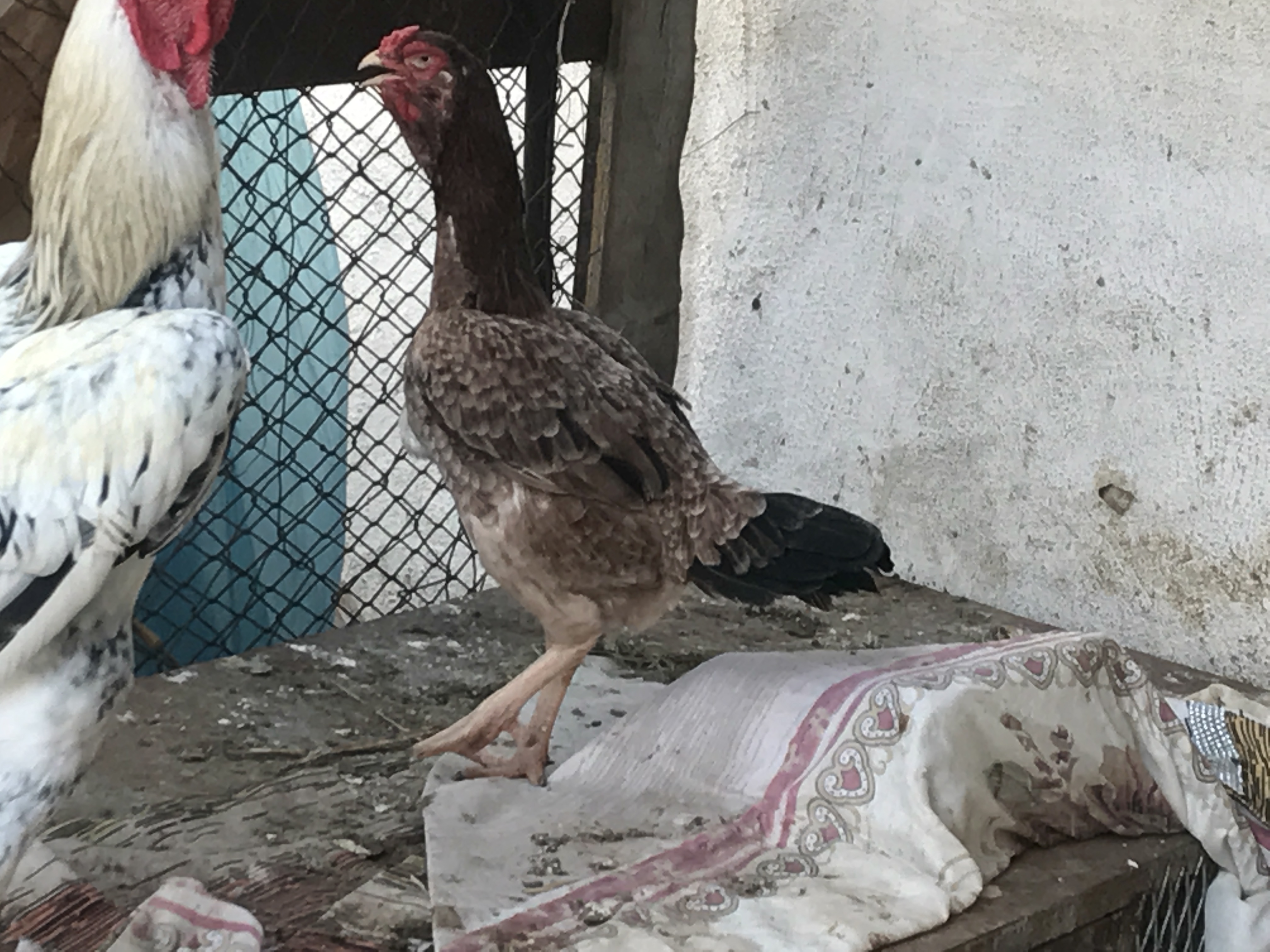 دجاج بلدي وفارسي                                            


	 				لا تنسَ أنك شاهدت هذا الإعلان في عنكبوت            
	 				
                                بيع وشراء...