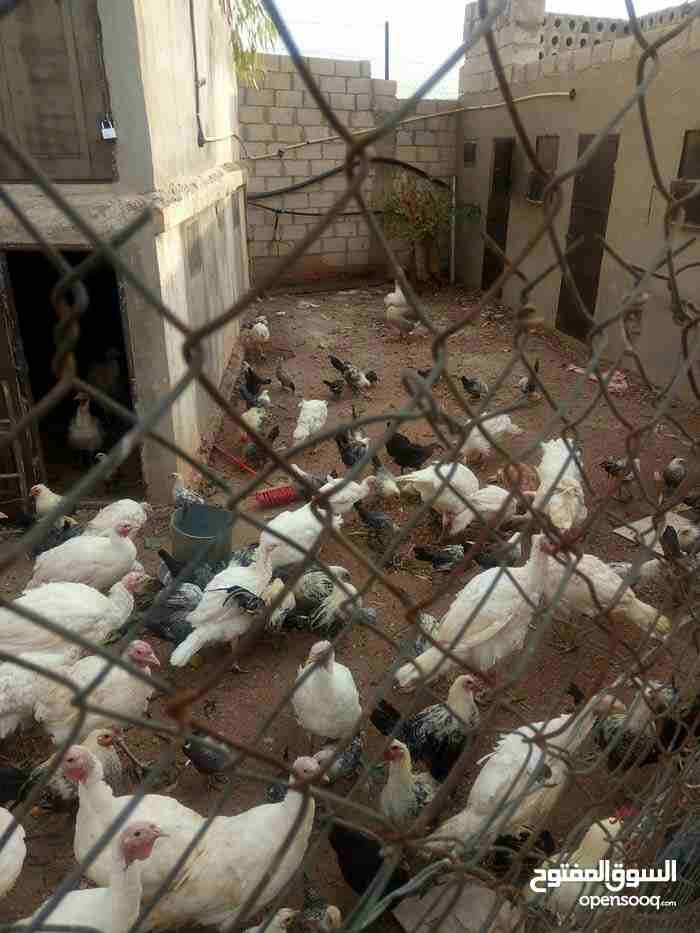 حبش فرنسي ابيض
لا تنسَ أنك شاهدت هذا الإعلان في عنكبوت
حبش فرنسي ابيض 8 شهور العمر للبيع السعر...