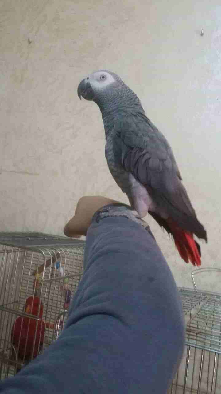 كاسكو متكلم
لا تنسَ أنك شاهدت هذا الإعلان في عنكبوت
كاسكو متكلم للبيع...