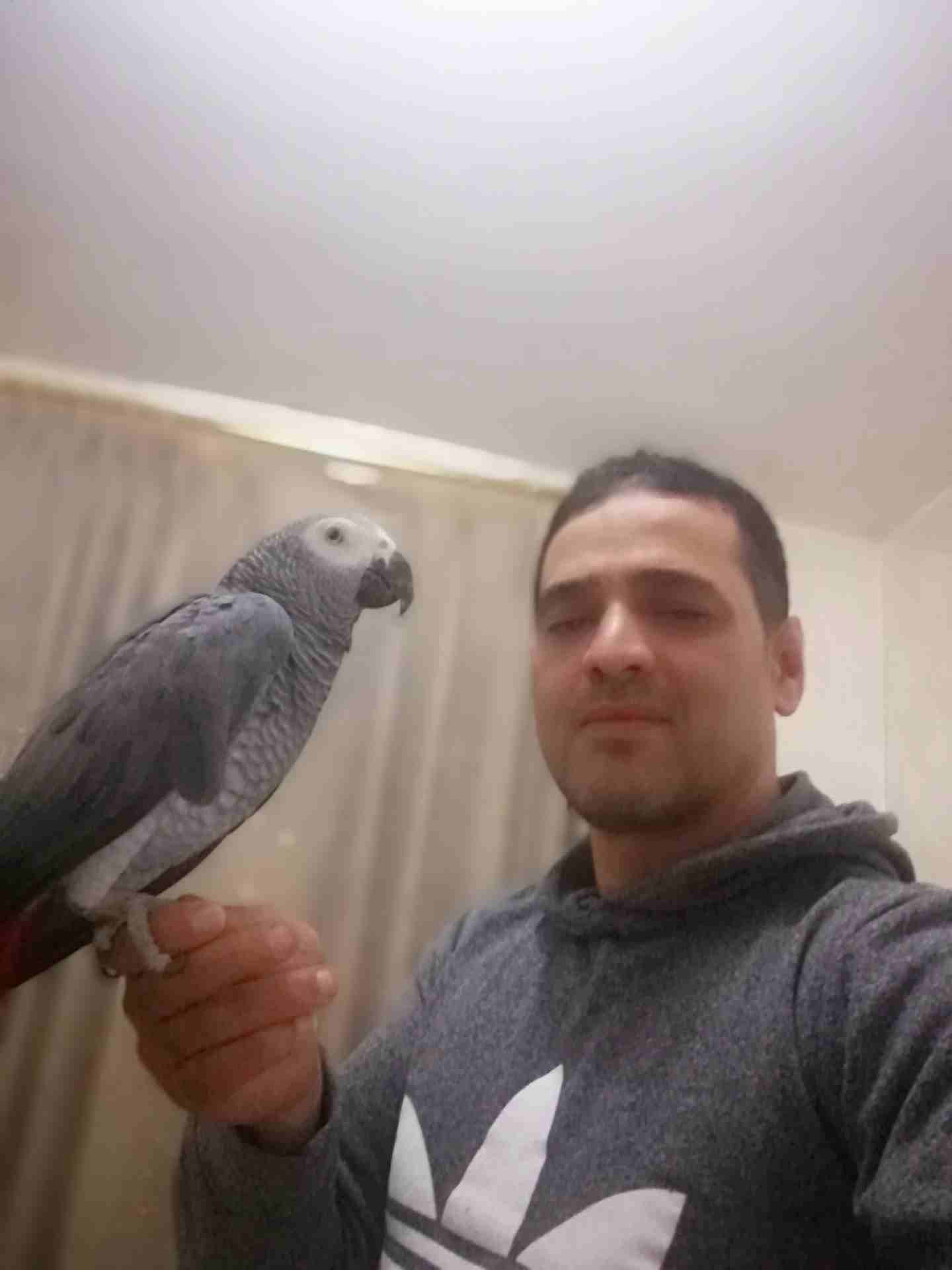 ببغاء كاسكو صيد متكلم بحدود 70كلمه مكفول غير الجمل
لا تنسَ أنك شاهدت هذا الإعلان في عنكبوت
يسعد م...