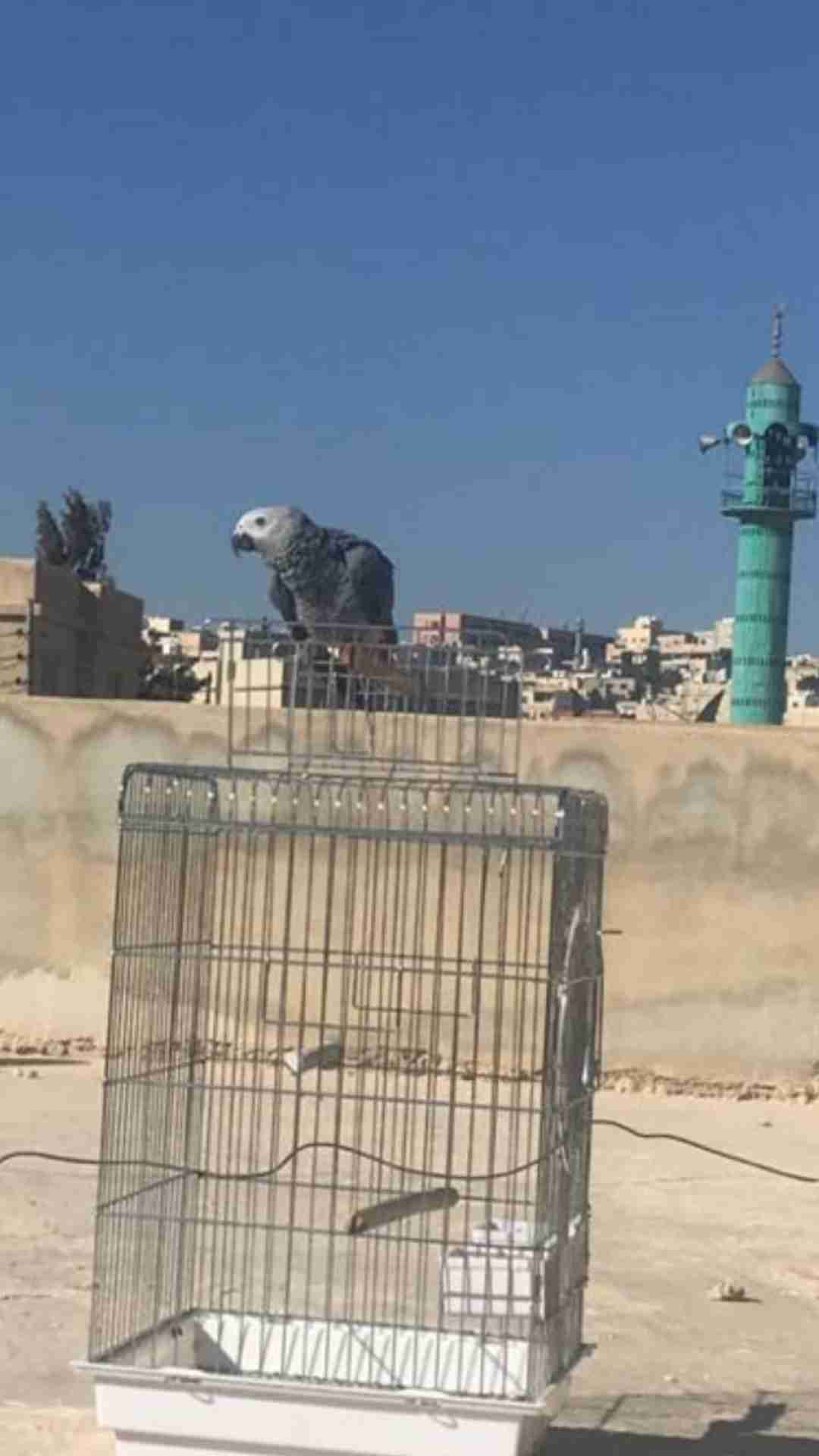 فرخ كاسكو مزرعه
لا تنسَ أنك شاهدت هذا الإعلان في عنكبوت
السعر فقط اليوم كرمال الي بوعدو وما ب...