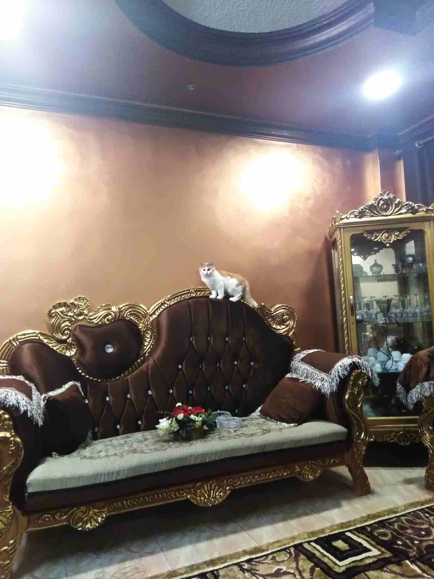 قطه للبيع                                            


	 				لا تنسَ أنك شاهدت هذا الإعلان في عنكبوت            
	 				
                            قطه للبيع معها جواز السفر وكرت
 المطاعيم
لعوبه...