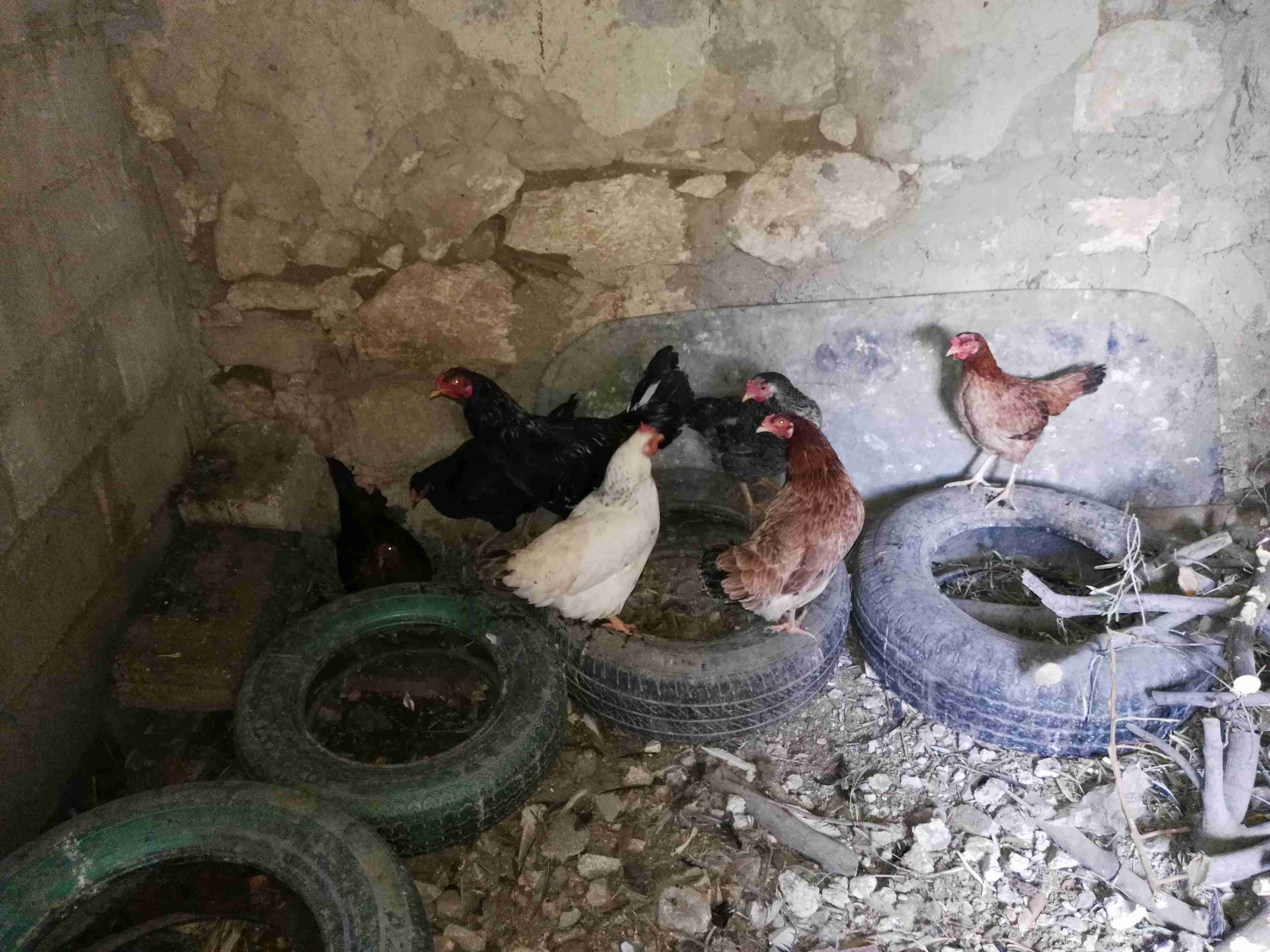 نشتري جميع انواع الطيور جاح.حمام.وز.بط.ارانب.
لا تنسَ أنك شاهدت هذا الإعلان في عنكبوت
نشتري ج...
