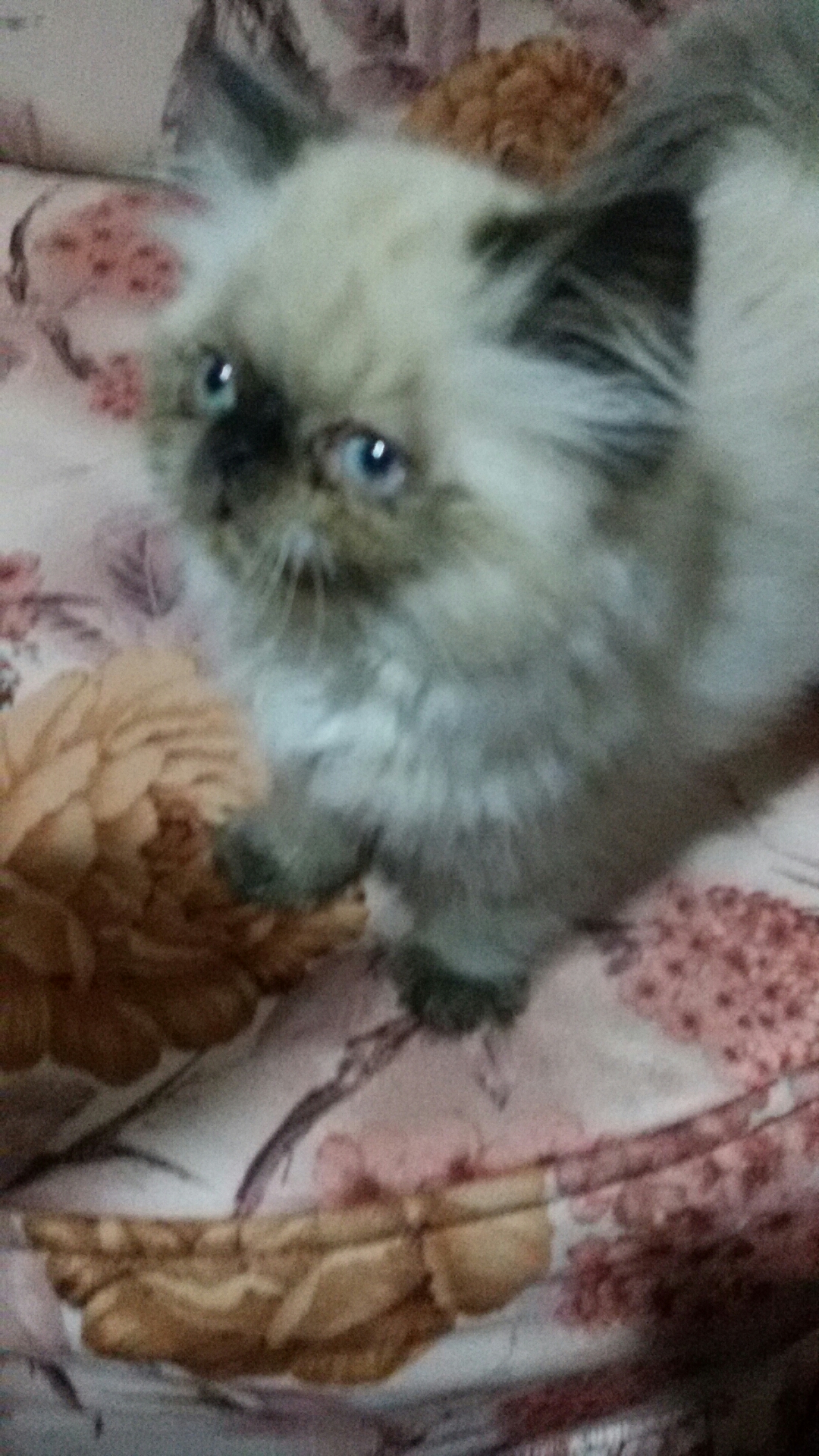 Russian Fluffy Cat Baby 1 Months Old-  قط هملايا شوكلت لا تنسَ...