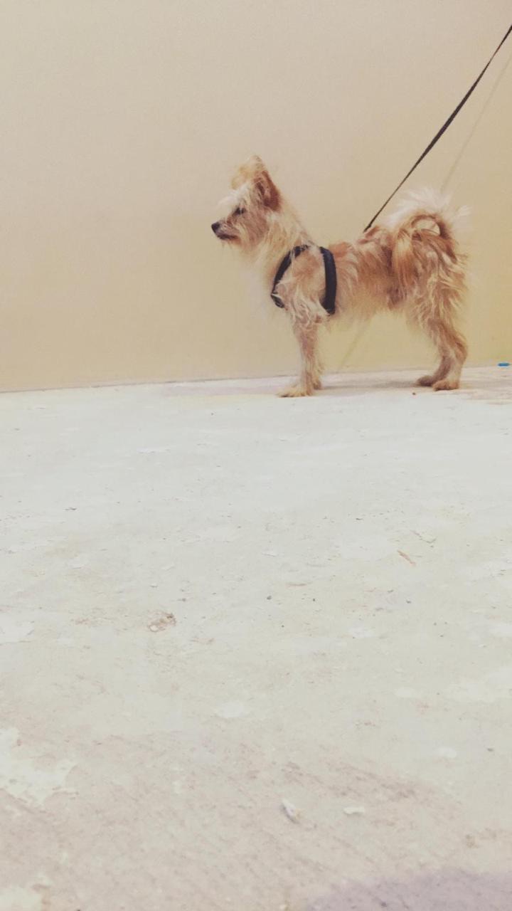 كلب للبيع فرنسي                                            


	 				لا تنسَ أنك شاهدت هذا الإعلان في عنكبوت            
	 				
                                كلب فرنسي دلع للبيع سليم ونضيف يعرف ا...