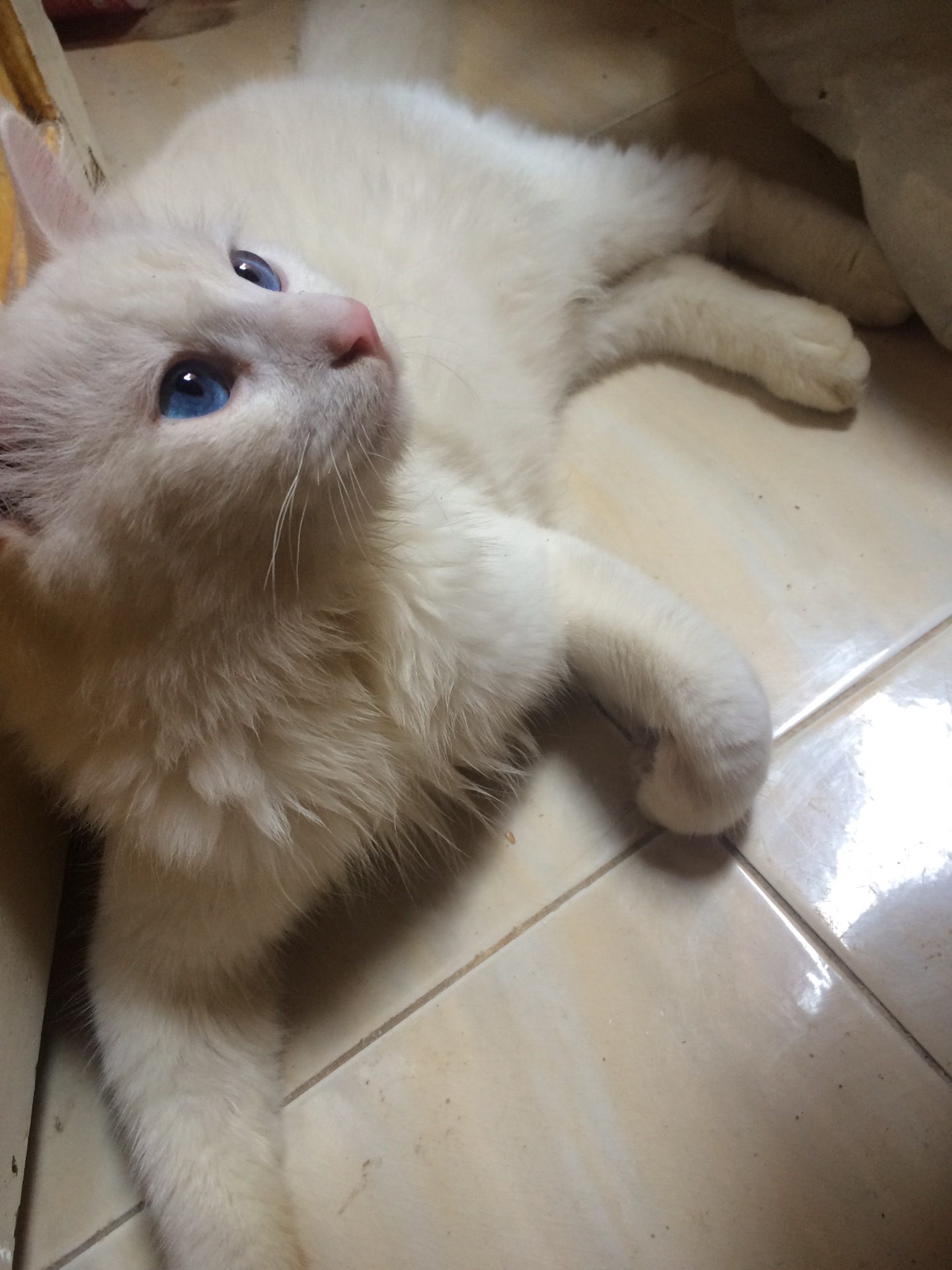 Russian Fluffy Cat Baby 1 Months Old-  للبيع قط شيرازي ابيض عيون...