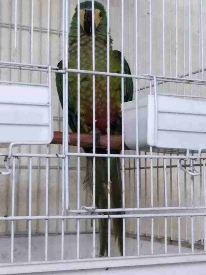 Red _Bellied مكاو
لا تنسَ أنك شاهدت هذا الإعلان في عنكبوت
Red _Bellied مكاو...