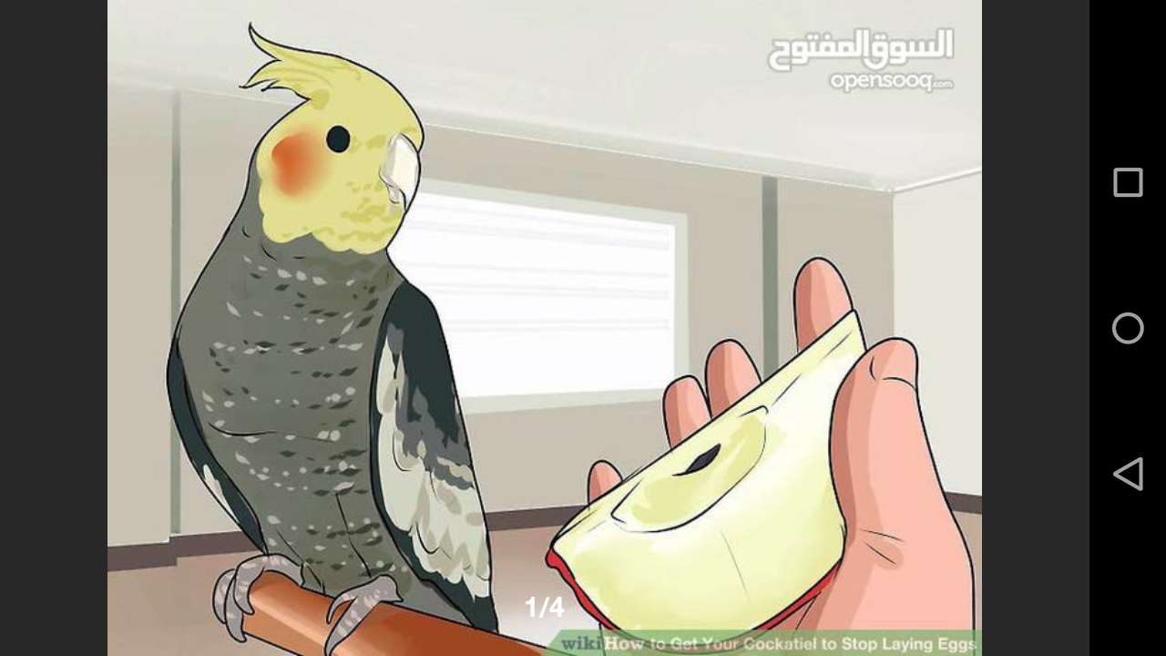 مطلوب طيره كوكتيل اصفر حجم كبير او لاتينو في اي سعر لحد 30 في عمان
لا تنسَ أنك شاهدت هذا الإعلان في عنكبوت...