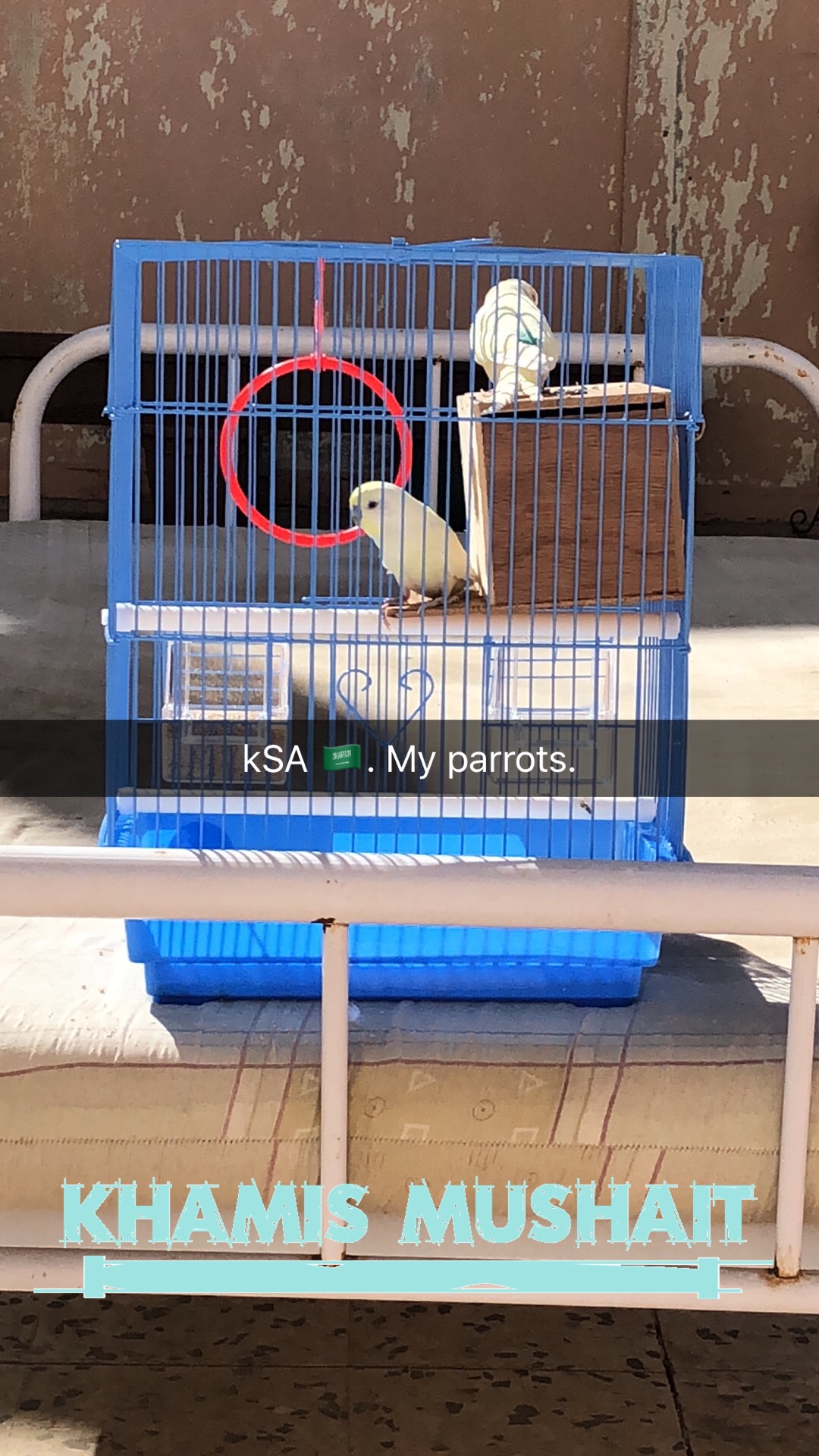 parrots for sale
لا تنسَ أنك شاهدت هذا الإعلان في عنكبوت
Serious person content me...