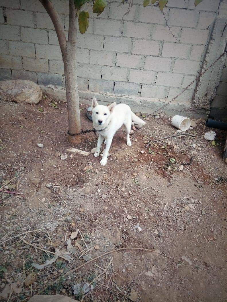 3 month Siberian huskey - Female-  كلب هاسكي للبدل لا تنسَ...