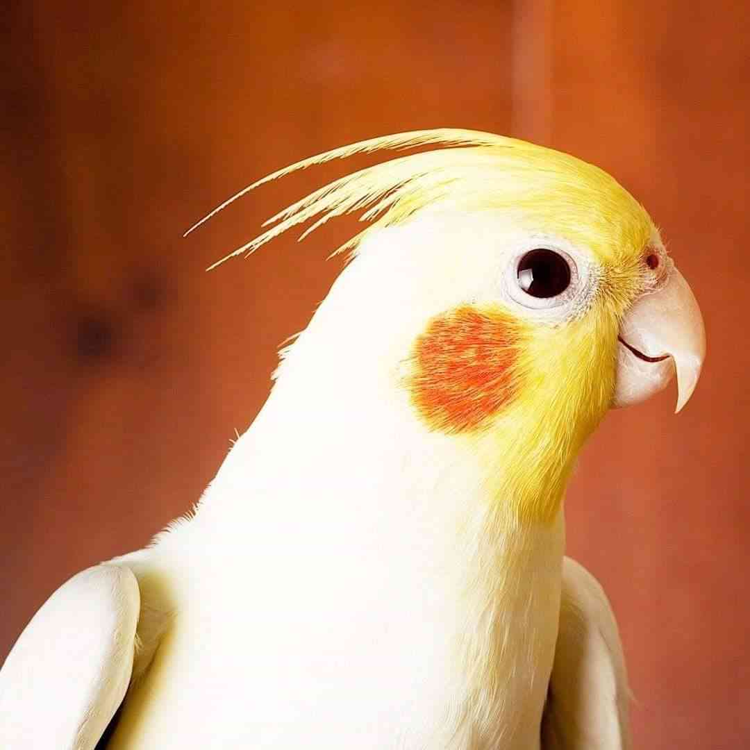 عمان جبل النصر المناره
لا تنسَ أنك شاهدت هذا الإعلان في عنكبوت
جوز كوكتيل ماشاءالله بلدي بداي...