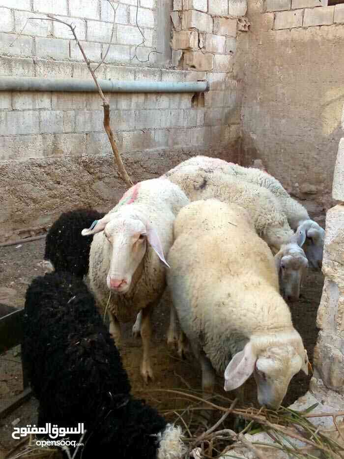 نعاج عساف                                            


	 				لا تنسَ أنك شاهدت هذا الإعلان في عنكبوت            
	 				
                                نعاج عساف معاشيرعدد 2...