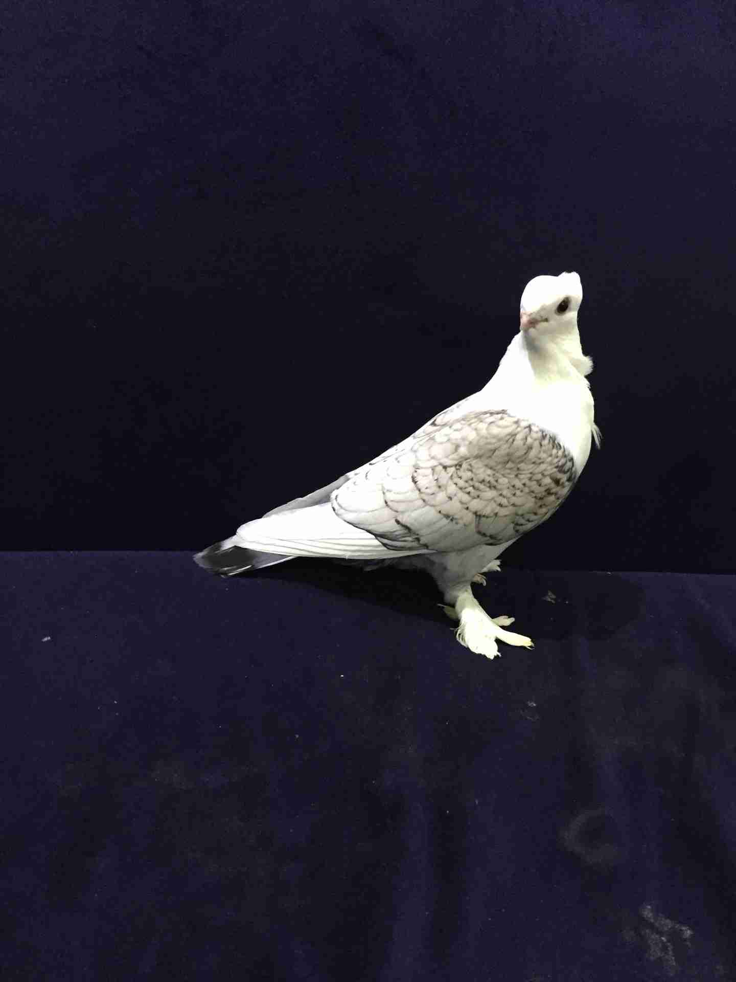 جوز حب الرمان مشاء الله                                            


	 				لا تنسَ أنك شاهدت هذا الإعلان في عنكبوت            
	 				
                                جوز حب الرمان كرفته وغرره  
ا...