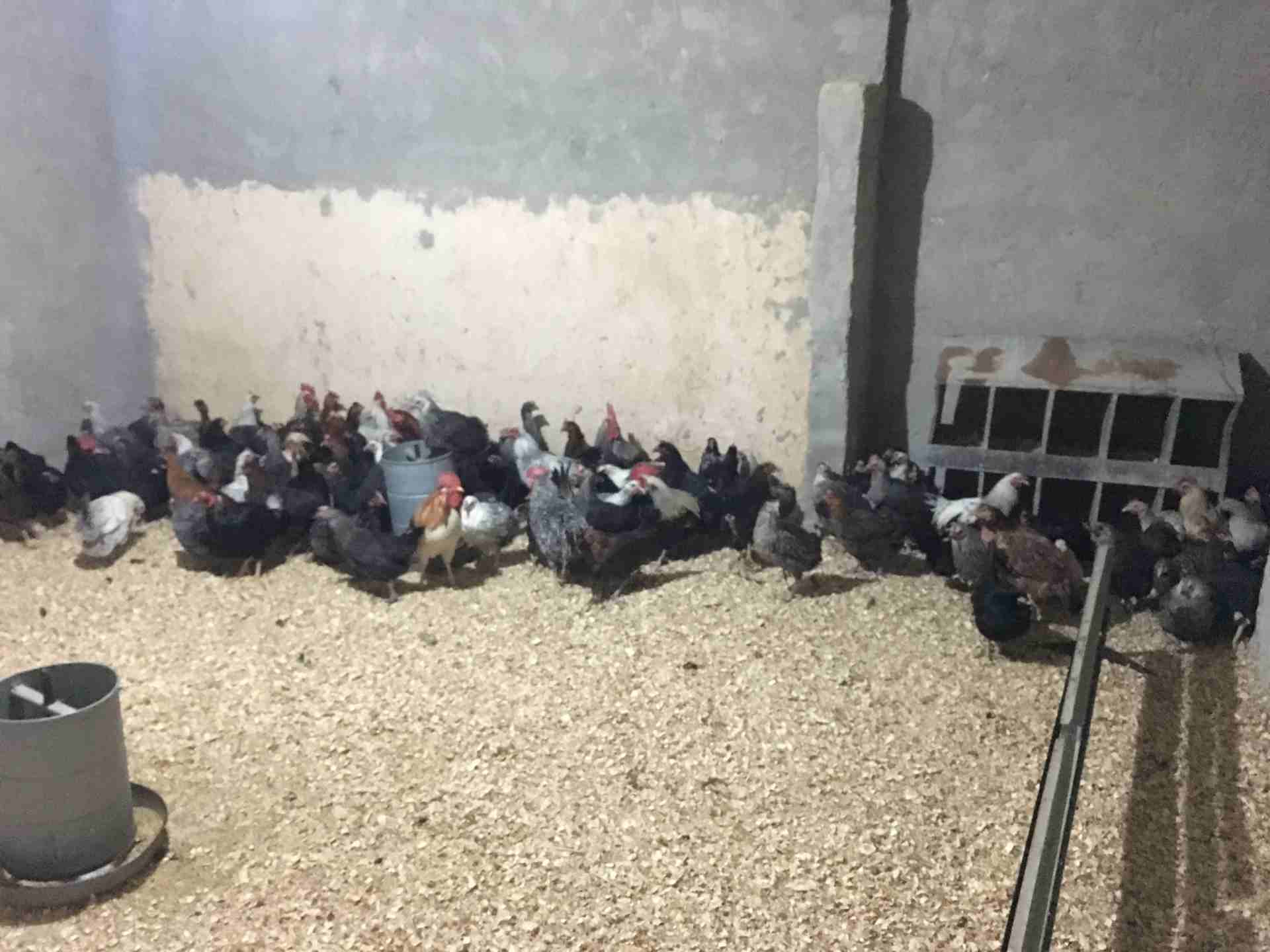 دجاج بلدي وفيومي
لا تنسَ أنك شاهدت هذا الإعلان في عنكبوت
دجلج فيومي وبلدي بياض تقريبا 95 حبة و مع...