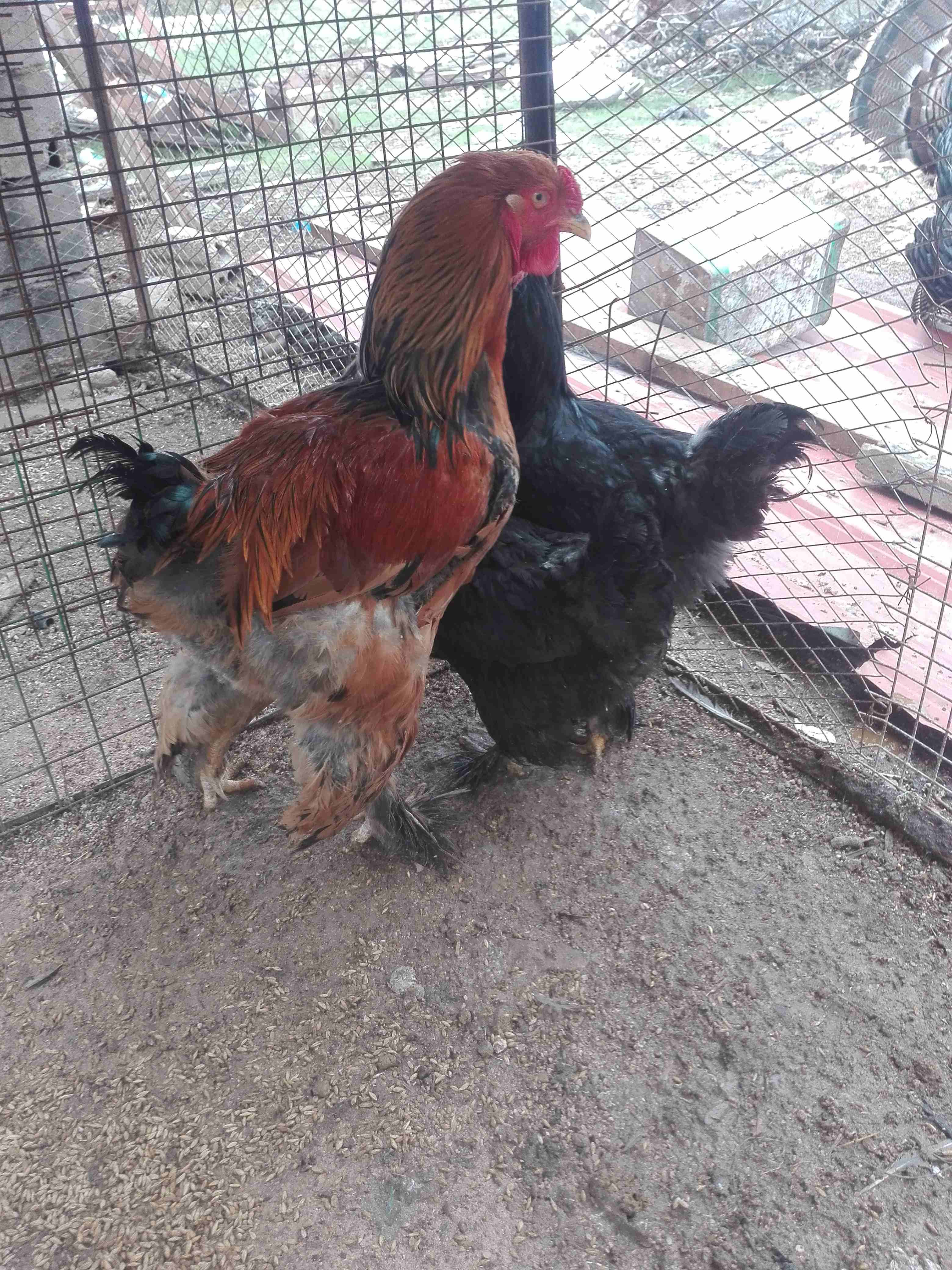 براهمه                                            


	 				لا تنسَ أنك شاهدت هذا الإعلان في عنكبوت            
	 				
                            جوز اسود و ديك احمر...