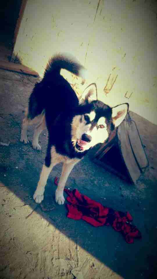 3 month Siberian huskey - Female-  كلب هاسكي 100% لا تنسَ...