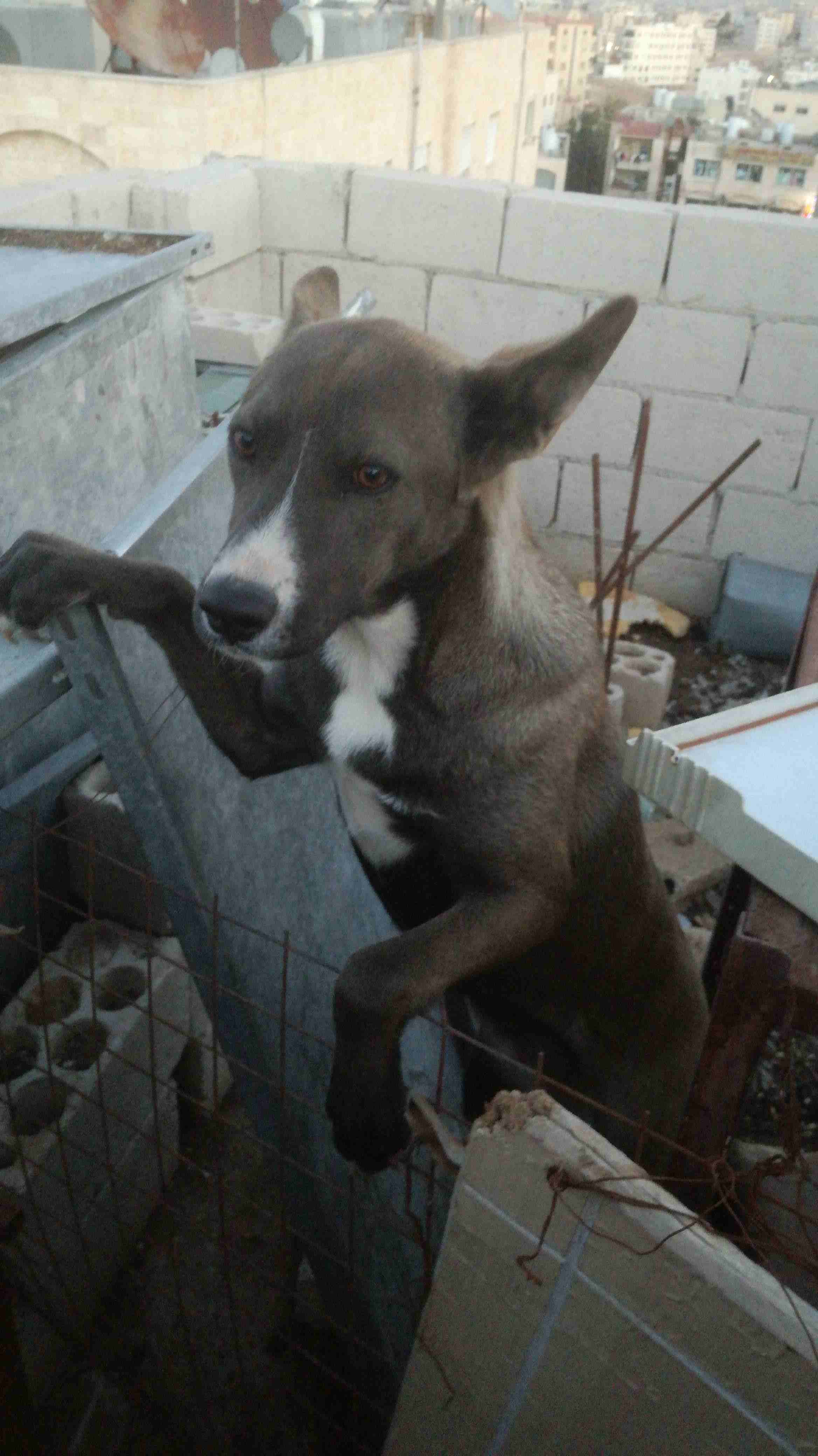 3 month Siberian huskey - Female-  كلبه جرمني العمر 7اشهر...