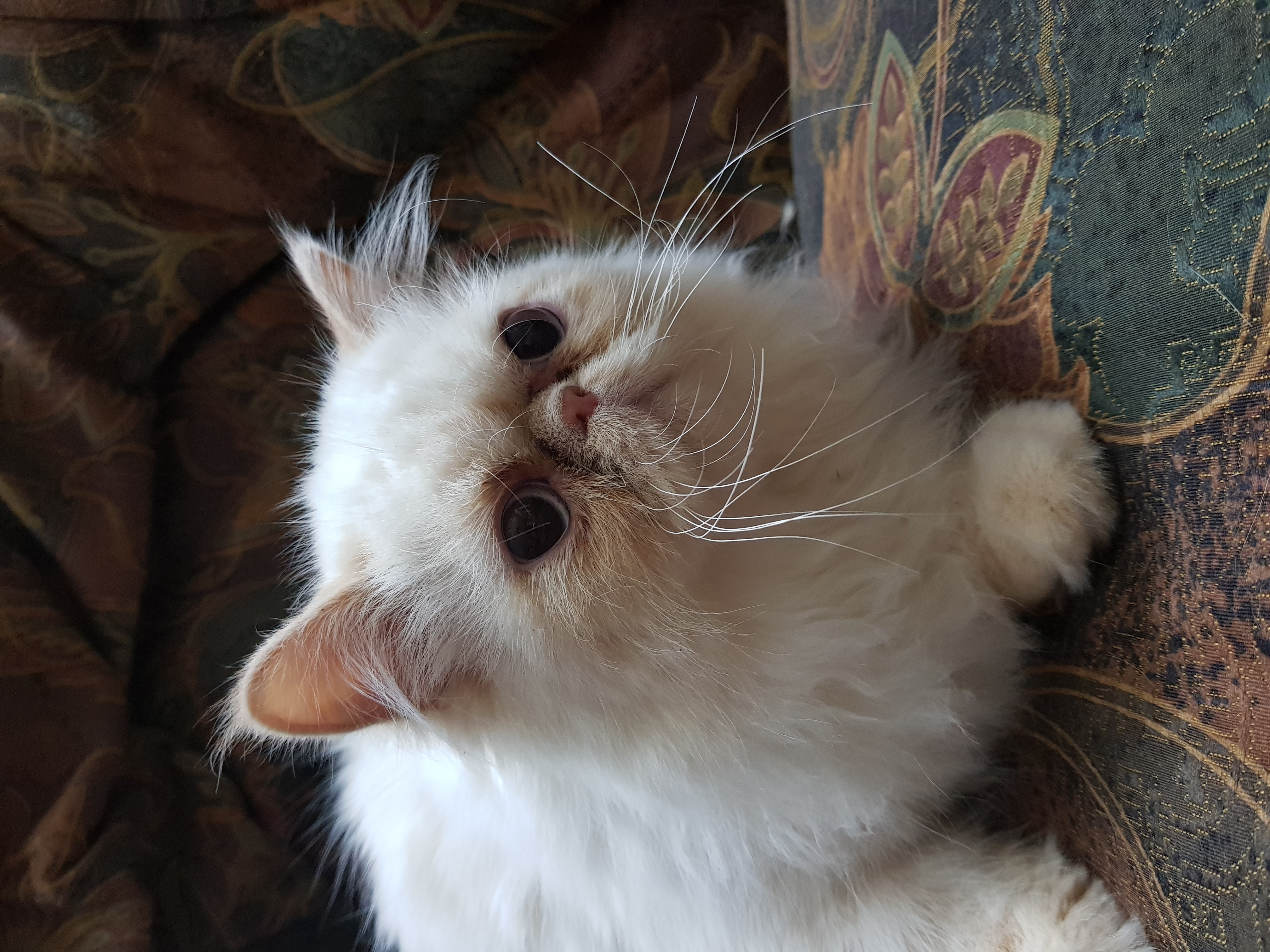 Russian Fluffy Cat Baby 1 Months Old-  قطط هملايا لا تنسَ أنك...