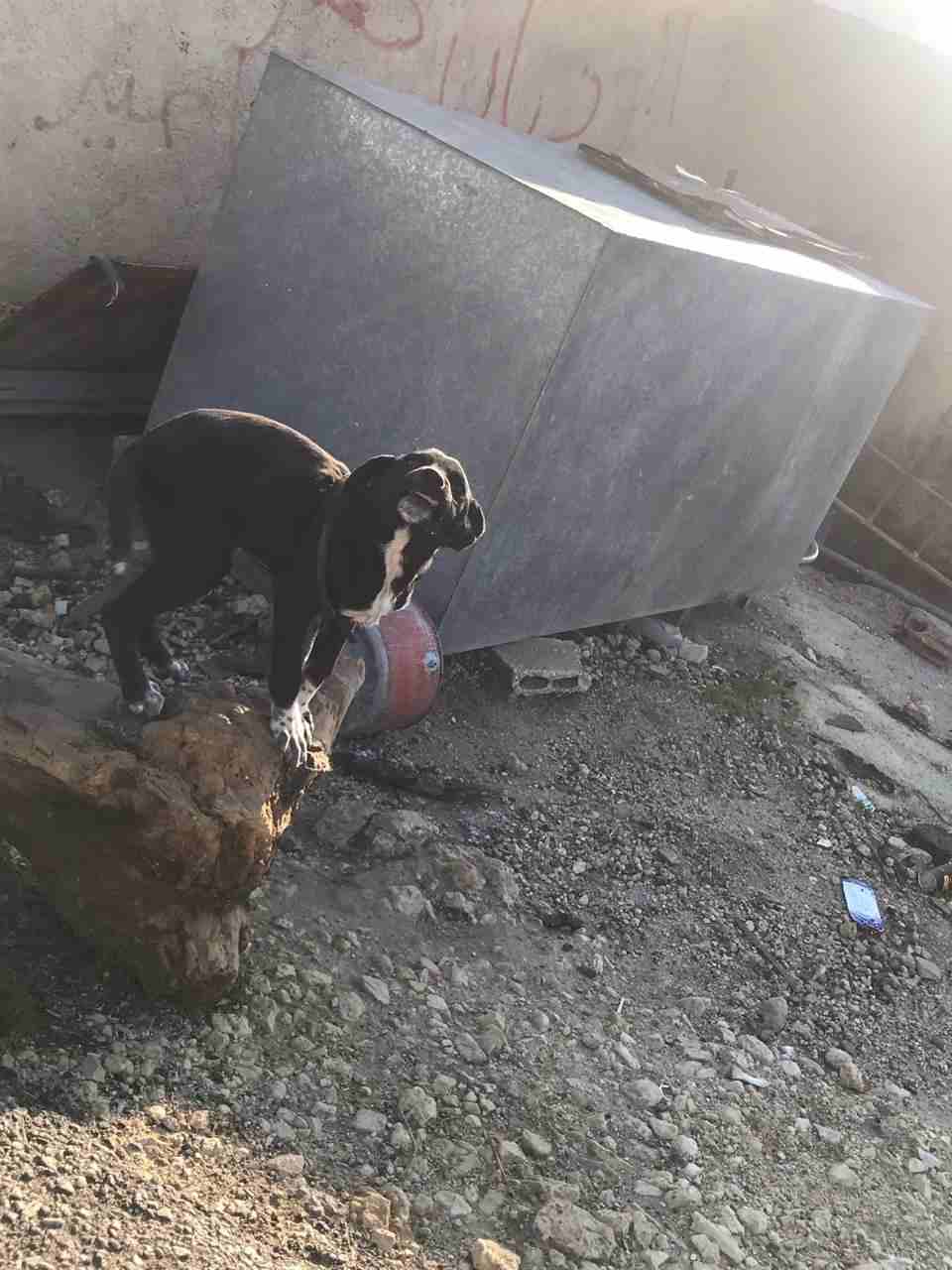 3 month Siberian huskey - Female-  كلب للبيع مع ابنها لا...