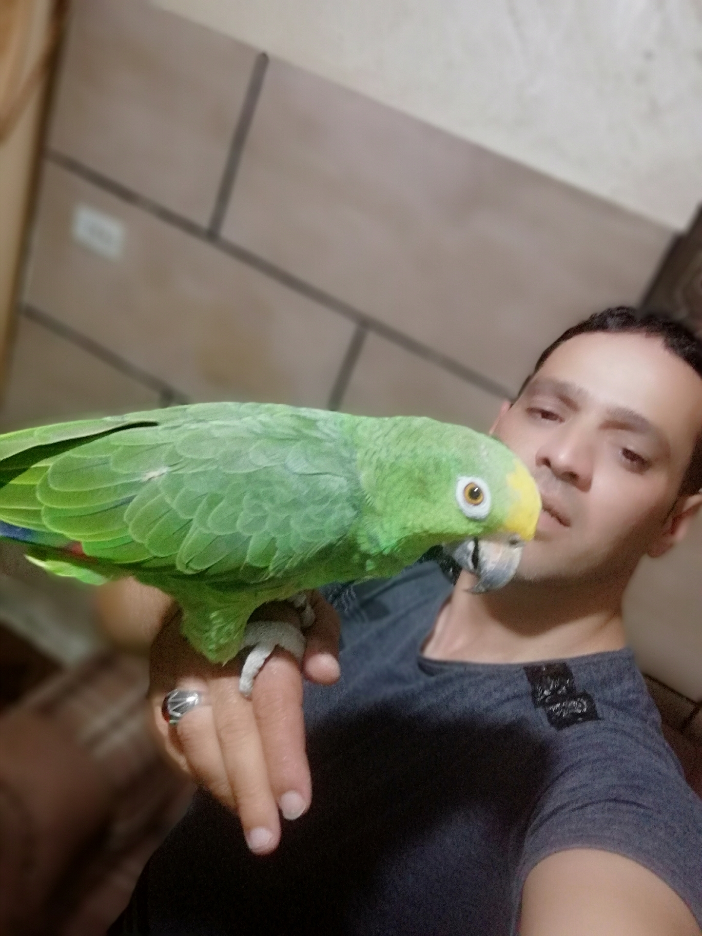 فرخ ببغاء أمازوني يلو كراون مزرعه حجل فضي متكلم مواجهة بطلاقه                                            


	 				لا تنسَ أنك شاهدت هذا الإعلان في عنكبوت...