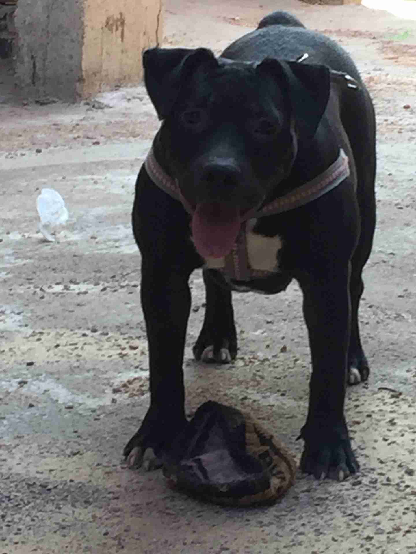 bitbull female 7 months for sale                                            


	 				لا تنسَ أنك شاهدت هذا الإعلان في عنكبوت            
	 				
                                انثي بيتبول 7 شهور م...