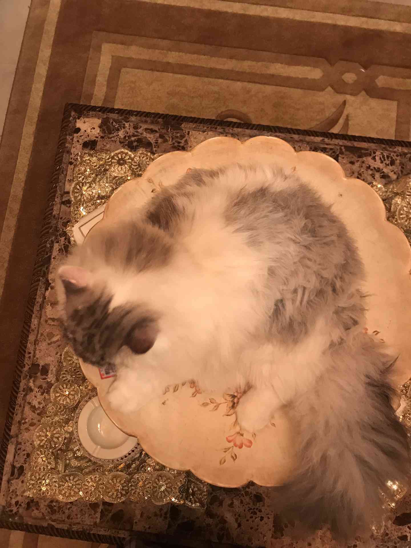 Russian Fluffy Cat Baby 1 Months Old-  شيرازي شانشيلا للبيع لا...