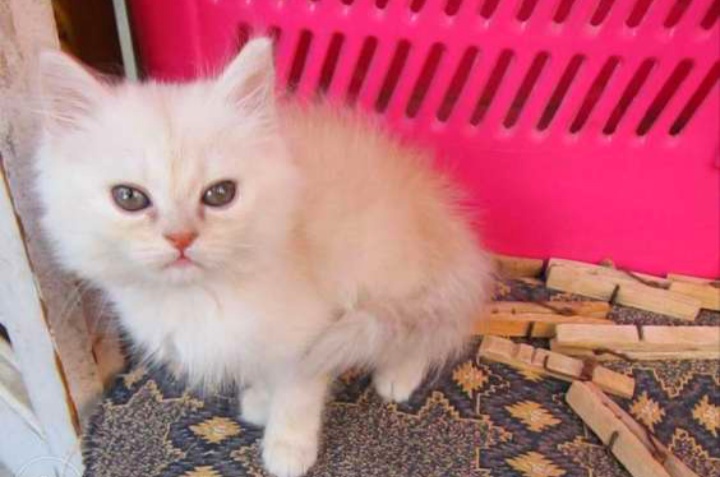 Three Months old Persian kittens قطط شيرازية بعمر ثلاثة أشهر3 months old Persian kittens. Vaccinated, Dewormed, Checked by a vet and litt-  قط شيرازي بيور لا تنسَ...