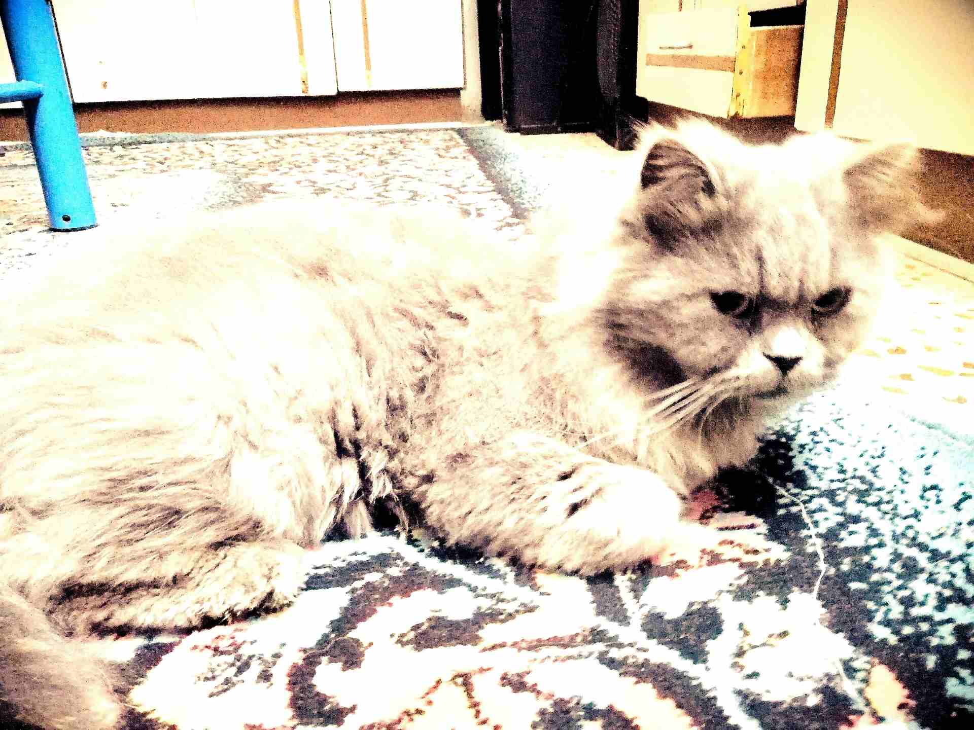 Russian Fluffy Cat Baby 1 Months Old-  قطه بسعر مغري جدا لا تنسَ...