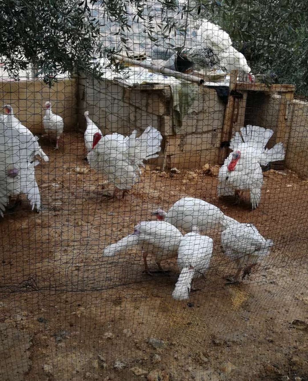 ذكور حبش هولندي حجم جامبو                                            


	 				لا تنسَ أنك شاهدت هذا الإعلان في عنكبوت            
	 				
                            ذكور حبش هولندي
عمر 8  شهور
نخب...