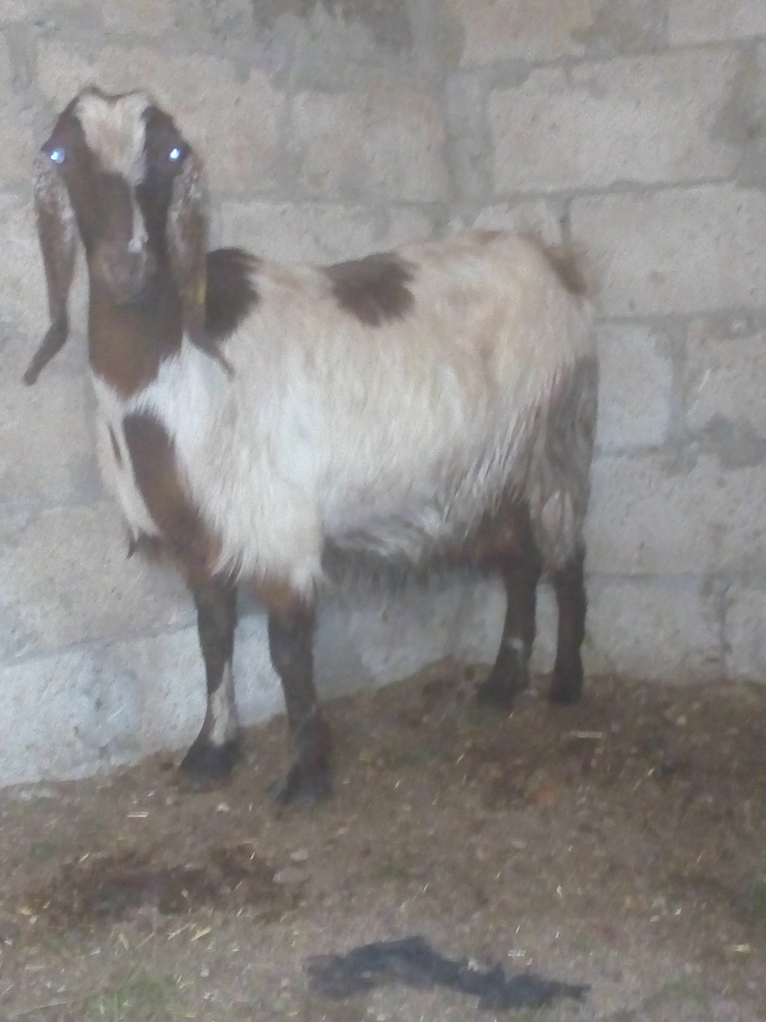 عنز درار على وجه ميلا                                            


	 				لا تنسَ أنك شاهدت هذا الإعلان في عنكبوت            
	 				
                                بعد الصلاه على النبي عنزين عشار...