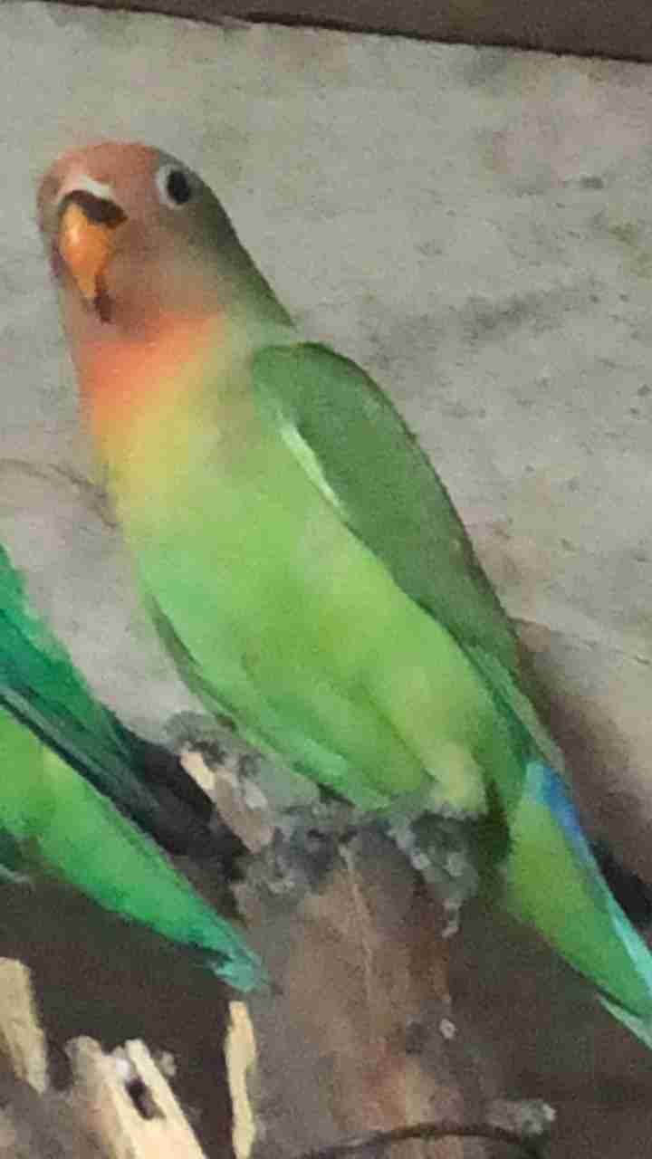 روز مهجن
لا تنسَ أنك شاهدت هذا الإعلان في عنكبوت
للبيع روز مهجن غير اليف معه قفص فقط حدي 200و...