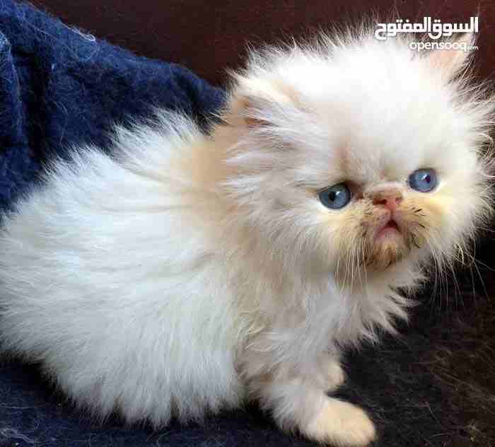 Russian Fluffy Cat Baby 1 Months Old-  للانتاج المتميز ذكر فارسي...