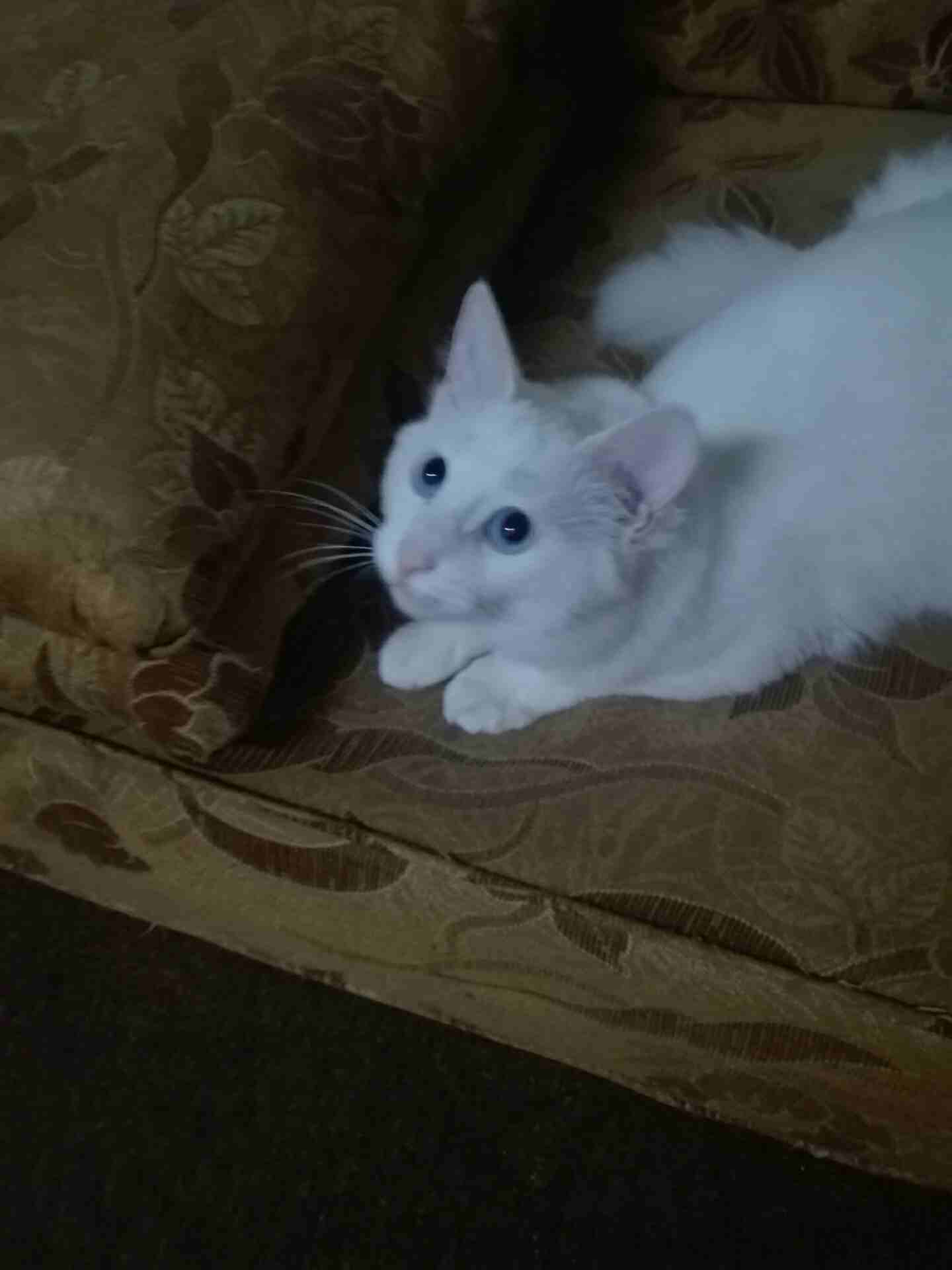 Russian Fluffy Cat Baby 1 Months Old-  قط ابيض لا تنسَ أنك شاهدت...