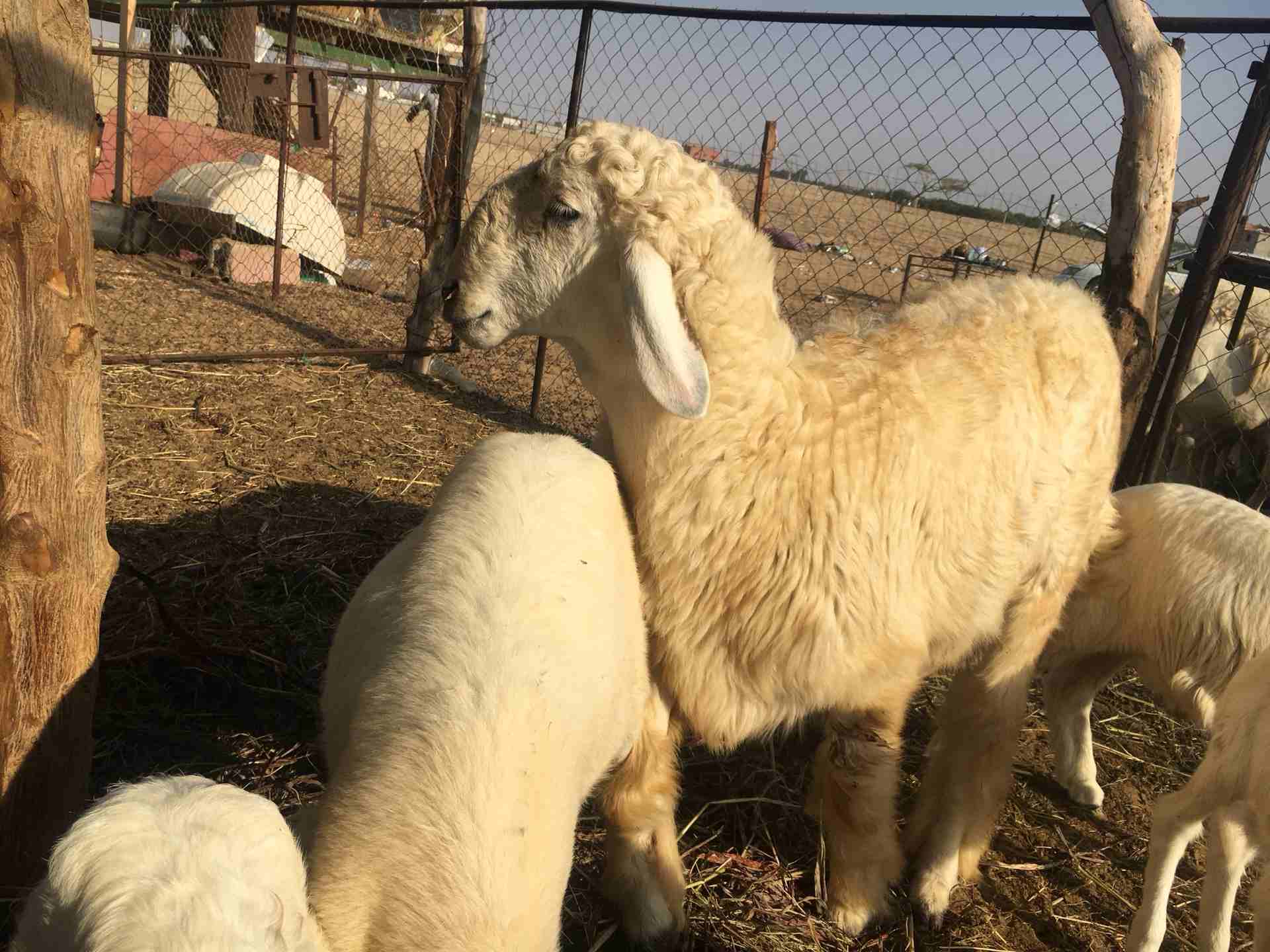 خروف للبيع فحل جدع                                            


	 				لا تنسَ أنك شاهدت هذا الإعلان في عنكبوت            
	 				
                                خروف فحل السن جذع مزيون...