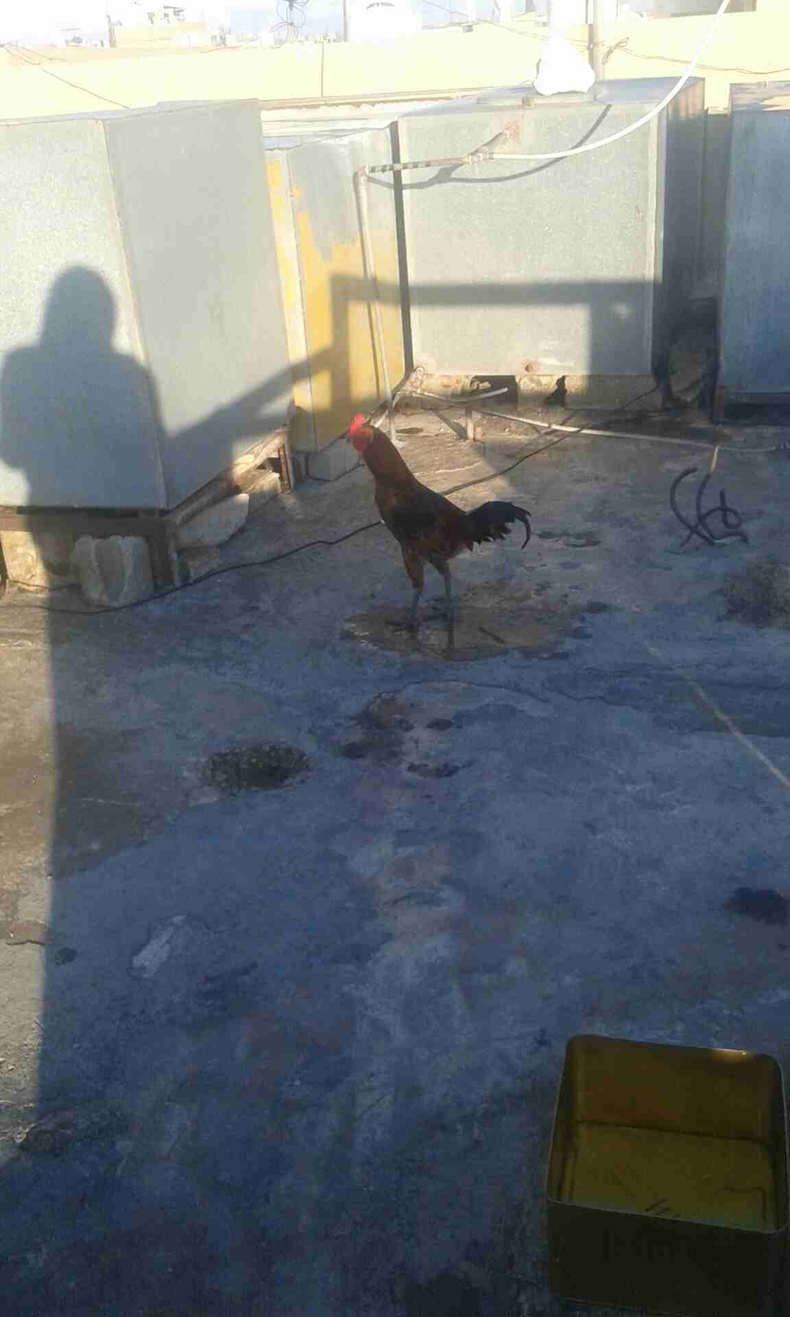 نومبوقميجقزقخيمقةبكبمةبةبمب
لا تنسَ أنك شاهدت هذا الإعلان في عنكبوت
ديك بكستاني...