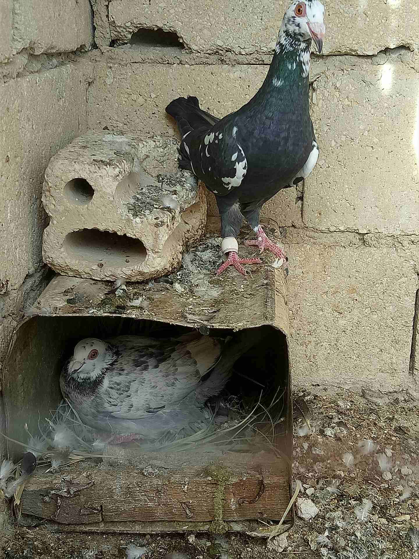جوزين حمام للبيع او تبديل                                            


	 				لا تنسَ أنك شاهدت هذا الإعلان في عنكبوت            
	 				
                            جوزين حمام  للبيع او تبديل ع عص...