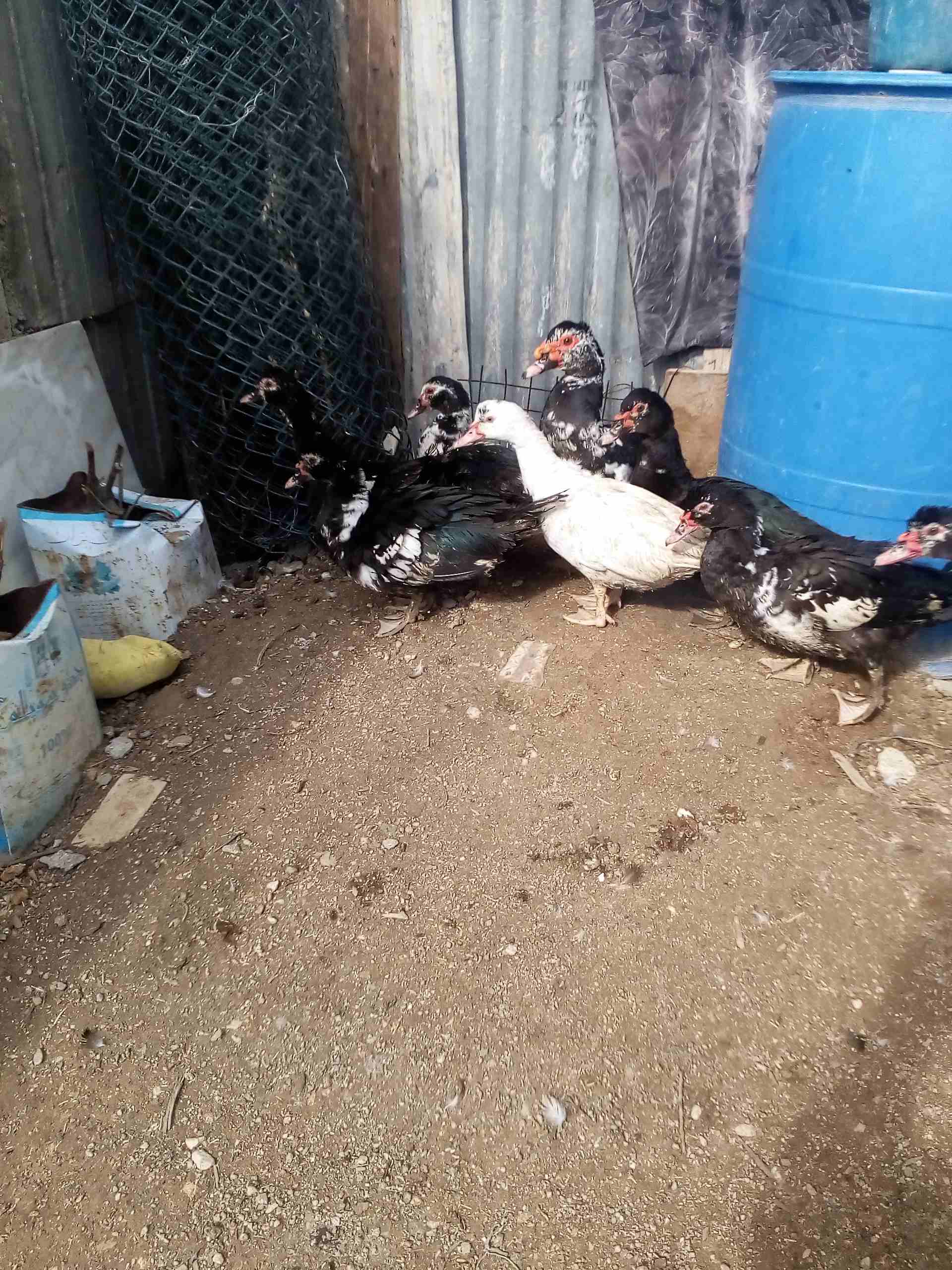 يوجد بط للبيع                                            


	 				لا تنسَ أنك شاهدت هذا الإعلان في عنكبوت            
	 				
                            يوجد بط نوع مكسوفي للبيع 3ذكور و5 اناثي بسع...