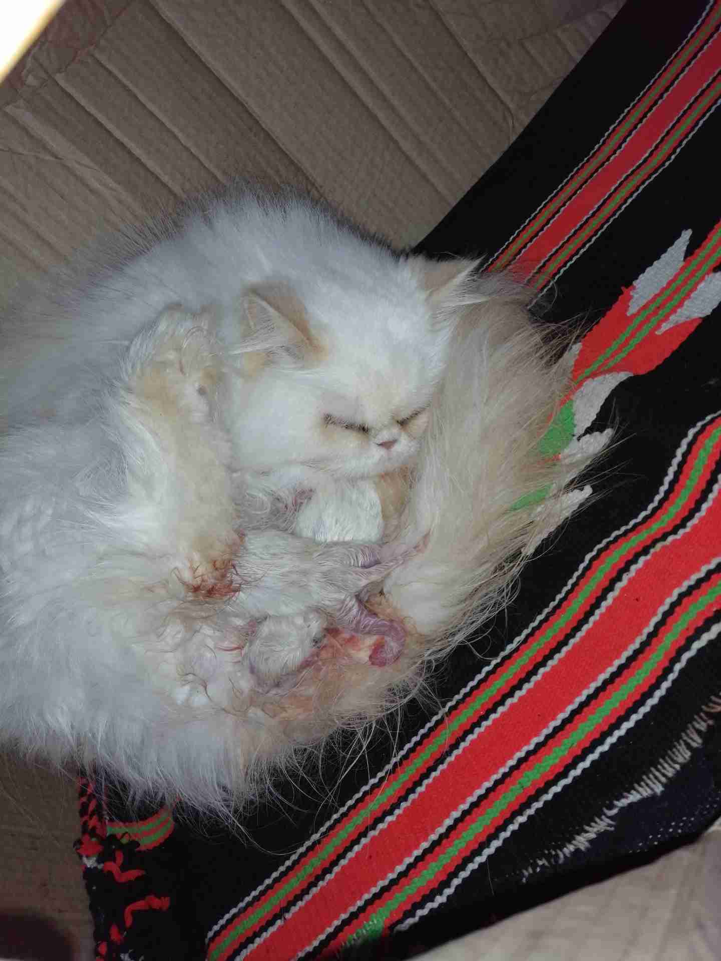 Russian Fluffy Cat Baby 1 Months Old-  قطه هملايا اورنج أنثى...